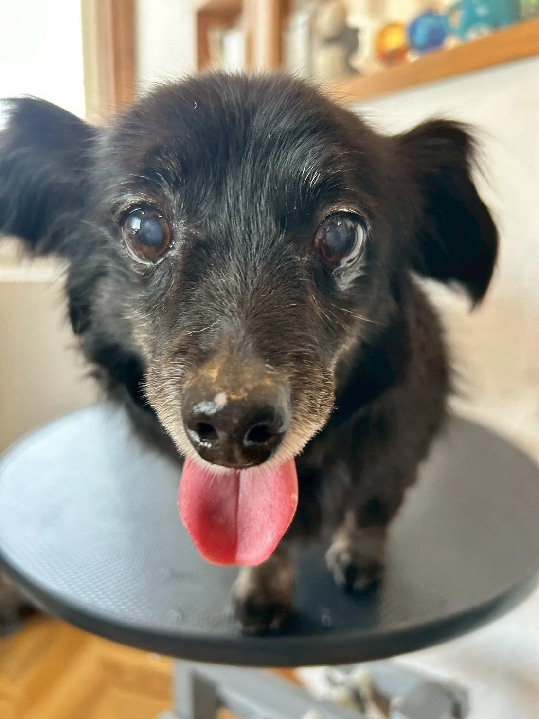 素敵なお友だちを紹介するよ！🐶✨