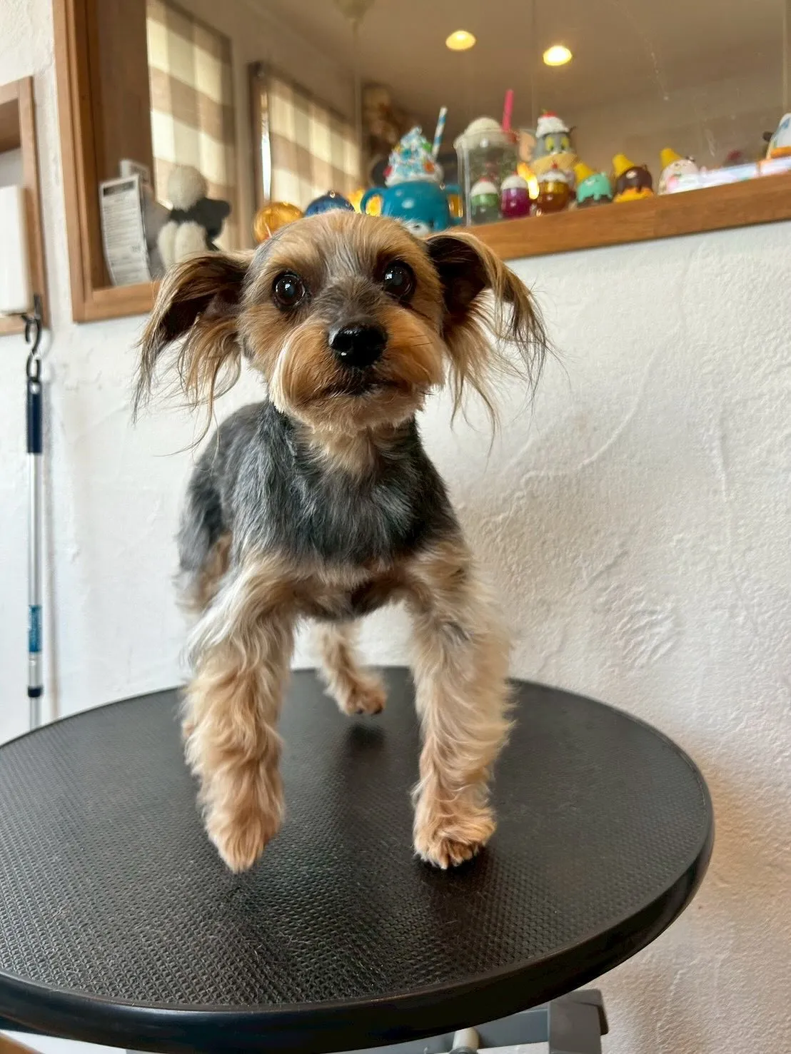 素敵なお友だちを紹介するよ！🐶✨