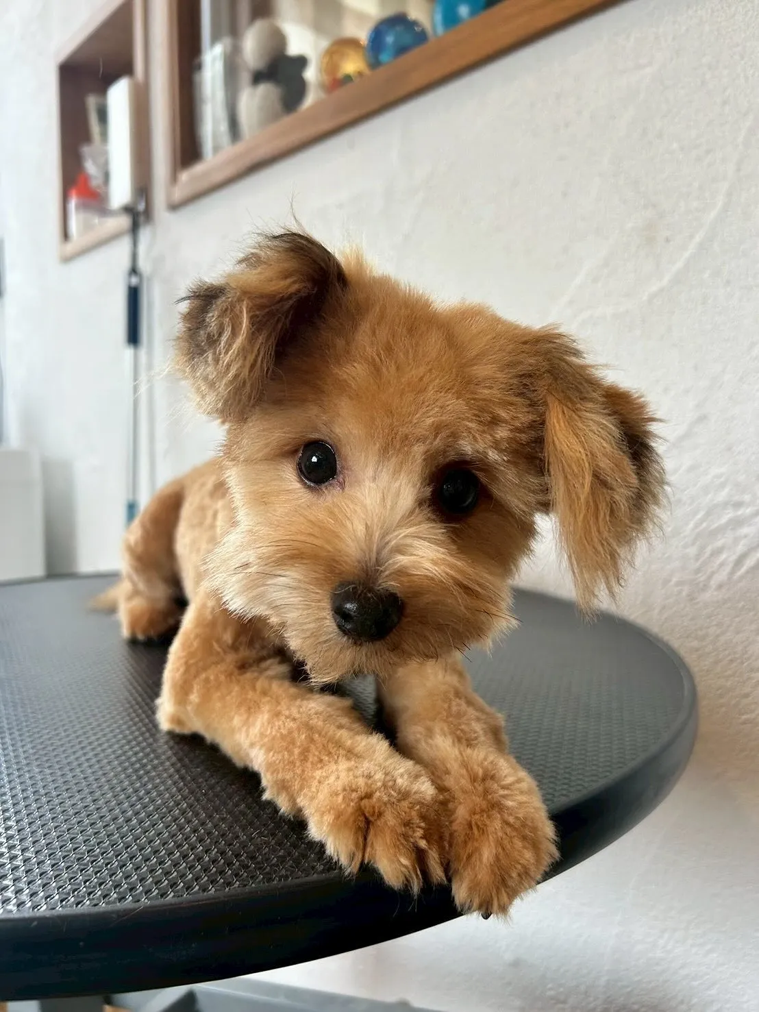 🐩✨大変身デー!