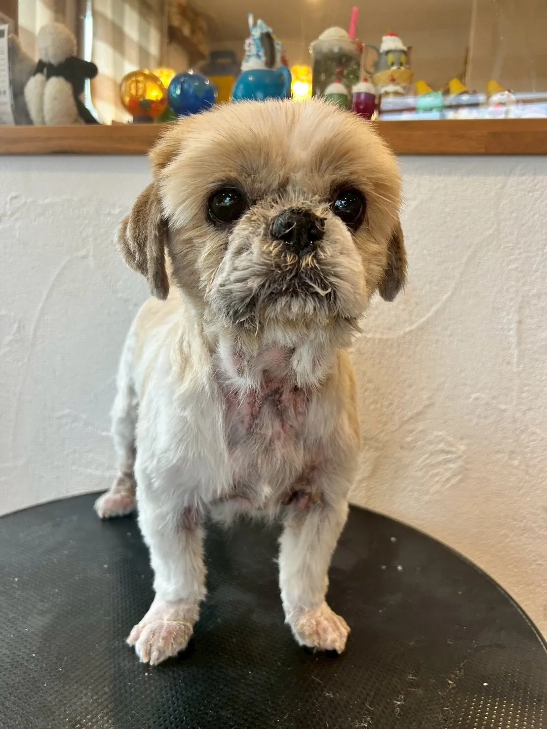 🐩✨大変身デー!