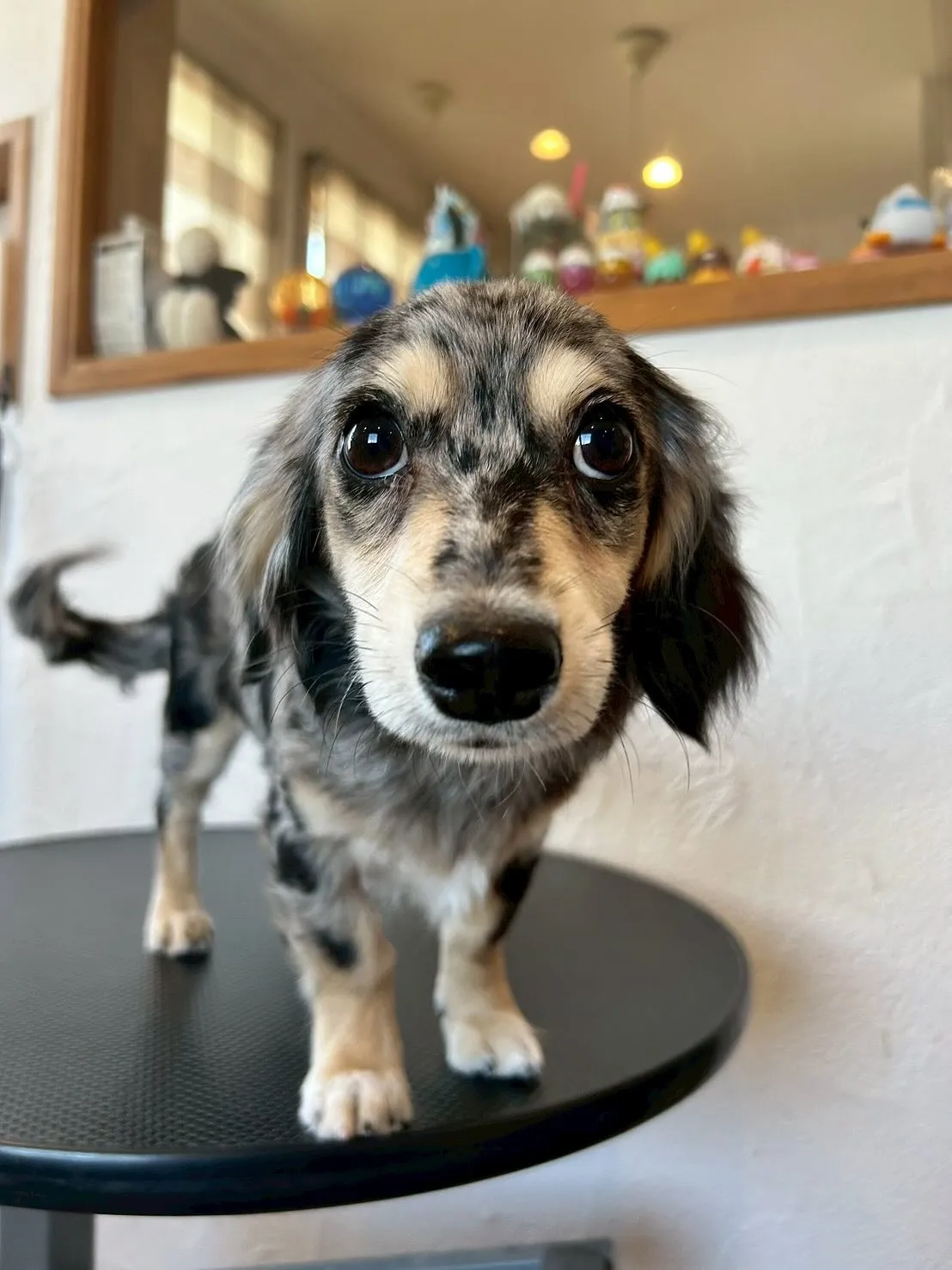 🐾✨ようこそ!心地よさ満点のトリミングサロン「E-basho...