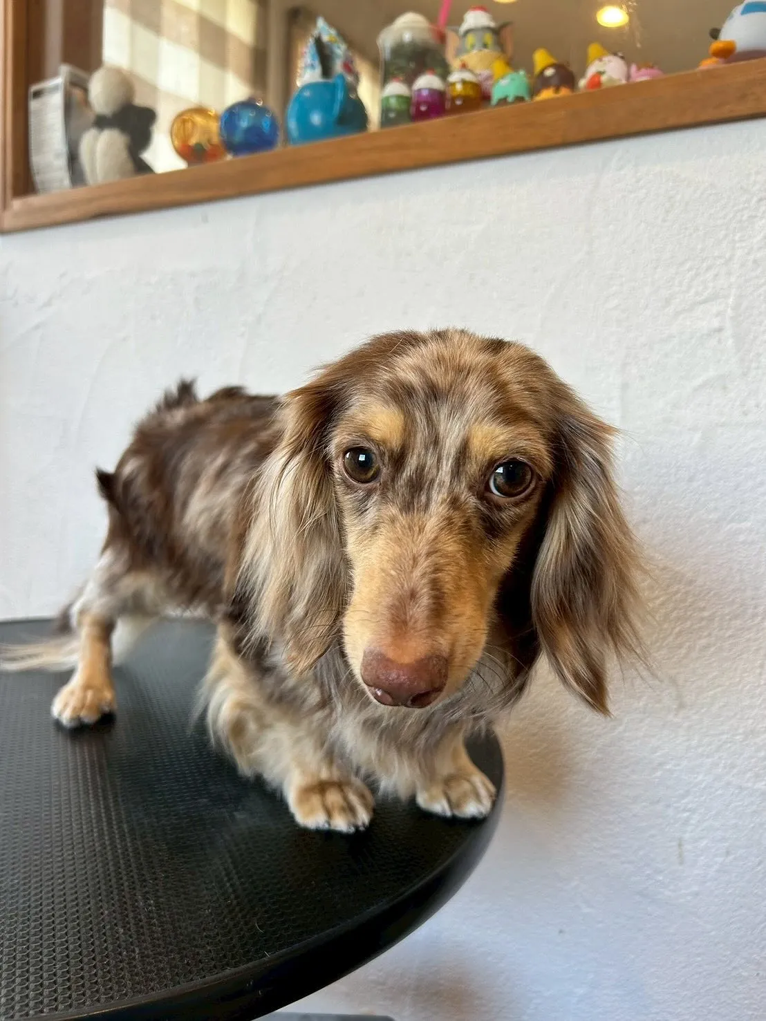 🐾✨ようこそ!心地よさ満点のトリミングサロン「E-basho...