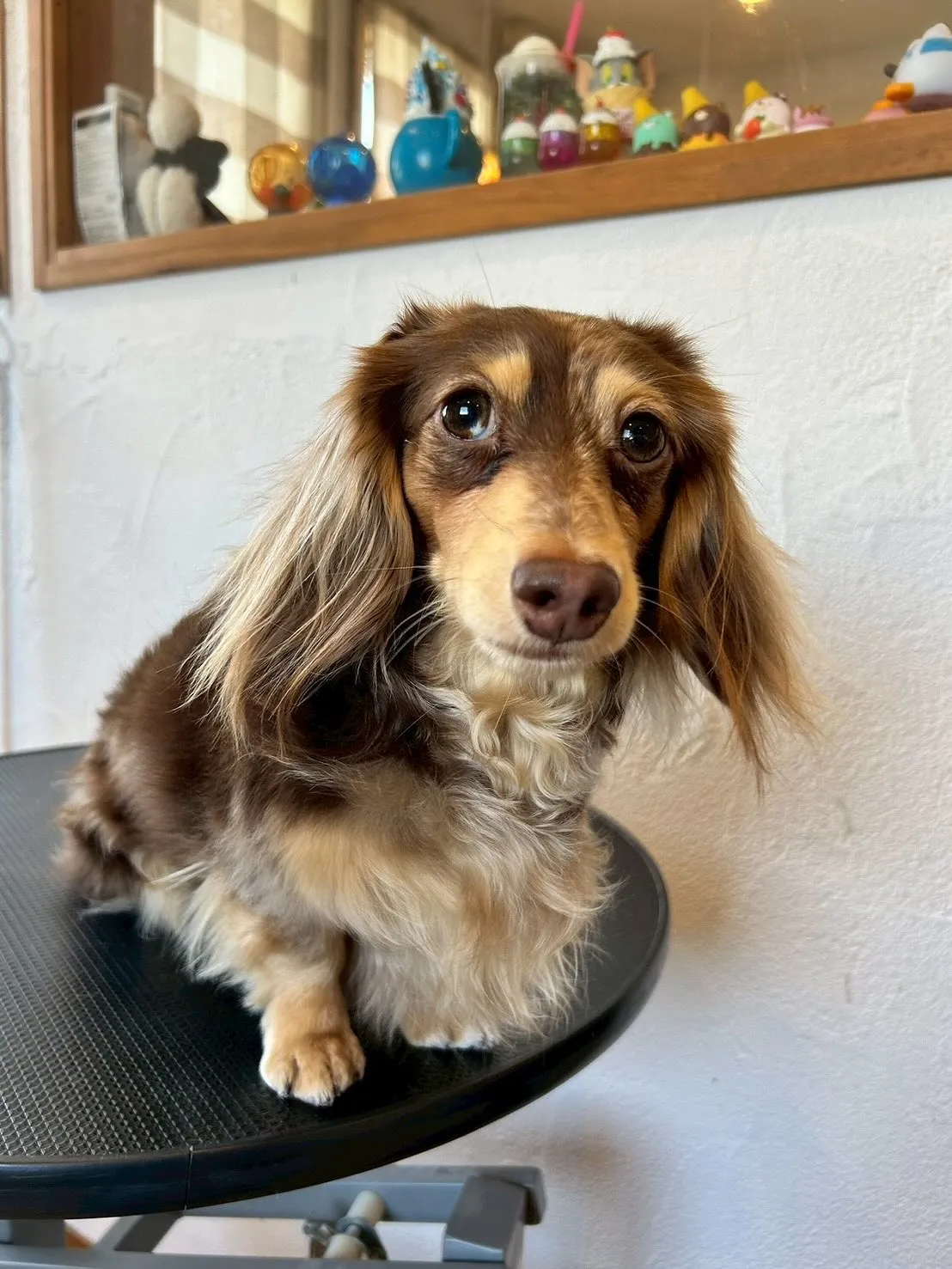 🐾✨ようこそ!心地よさ満点のトリミングサロン「E-basho...