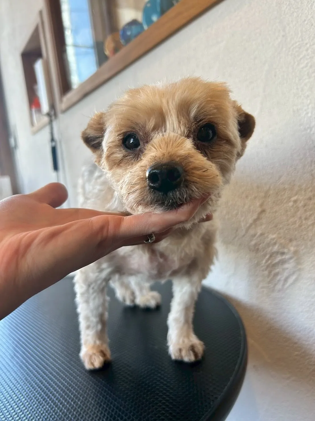 🐾✨ようこそ!心地よさ満点のトリミングサロン「E-basho...