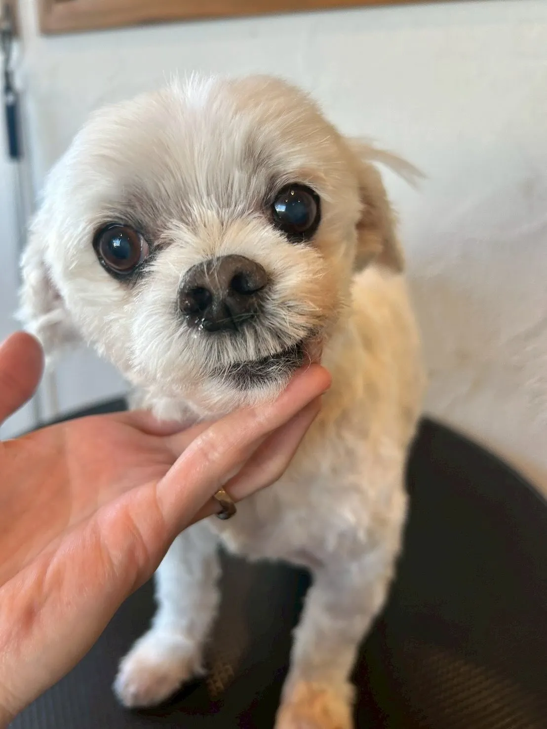 🐾✨ようこそ!心地よさ満点のトリミングサロン「E-basho...