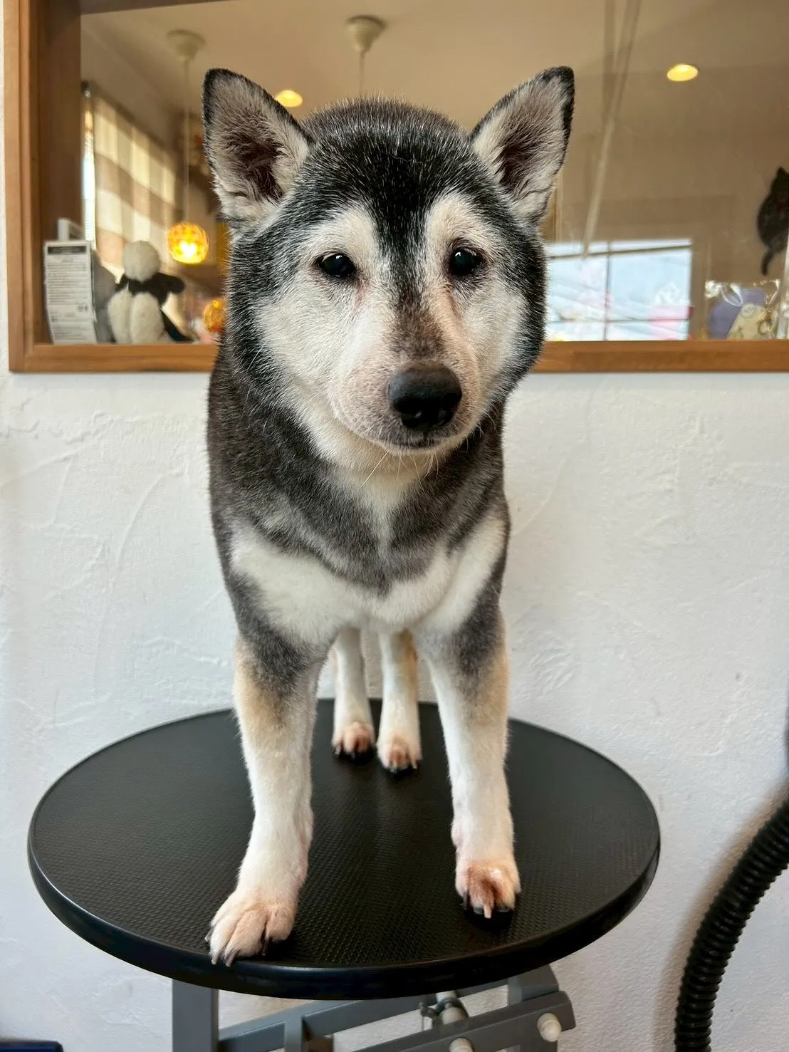 🐾✨ワンちゃんたちがアクアゼオ毛抜きコースでさらにピカピカに...