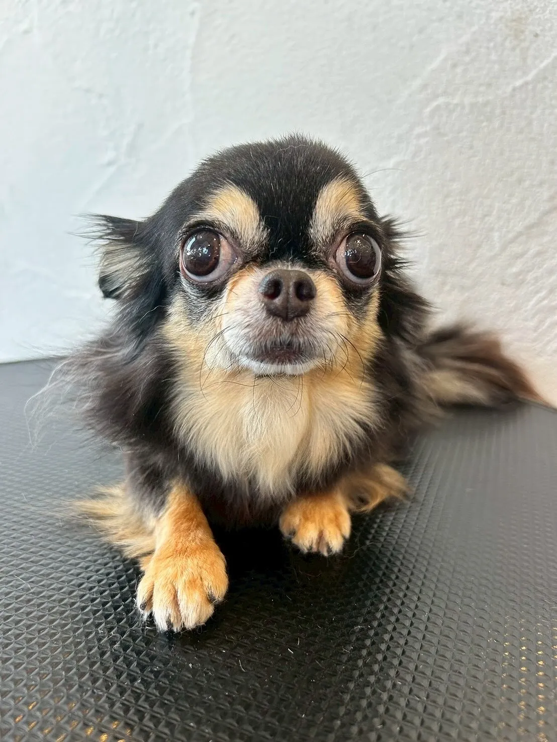 🐾✨ワンちゃんたちがアクアゼオ毛抜きコースでさらにピカピカに...