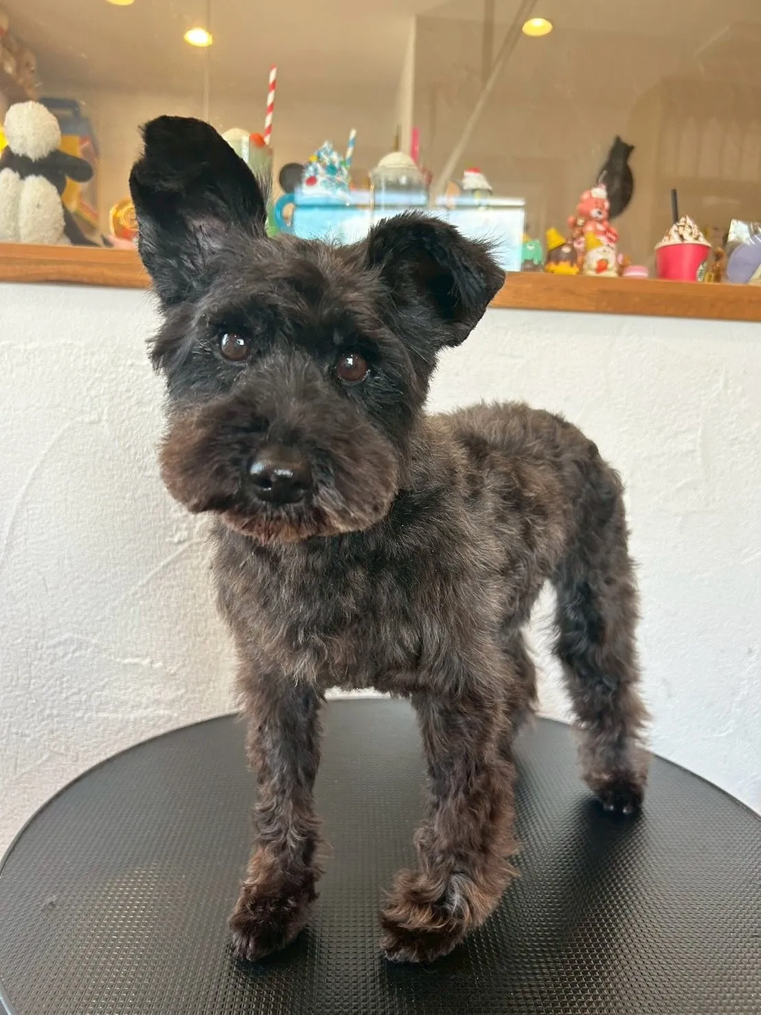 🐶✨トリミングサロンに、3頭のおしゃれなワンちゃんが遊びに来...