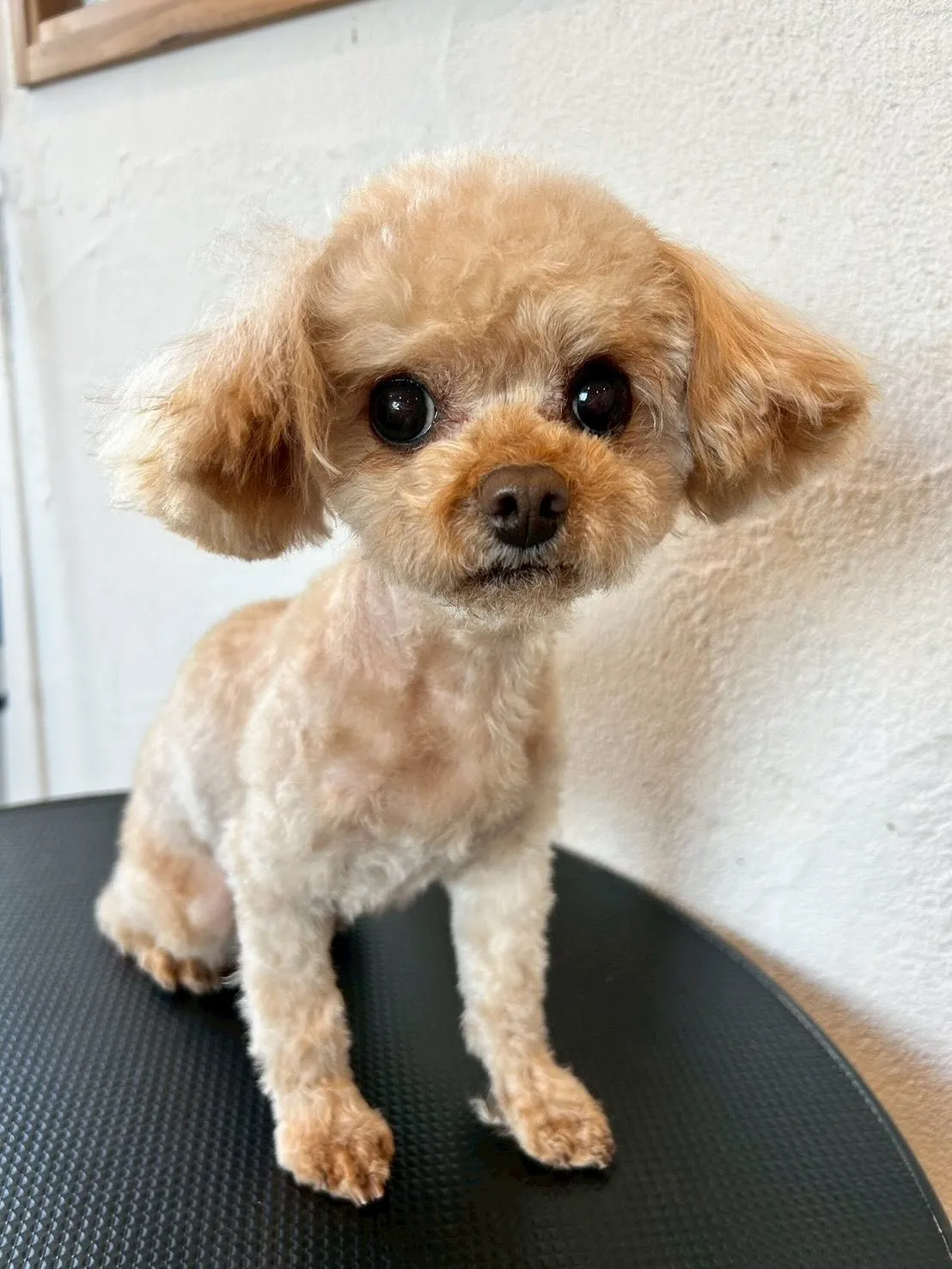 🐶✨トリミングサロンに、3頭のおしゃれなワンちゃんが遊びに来...