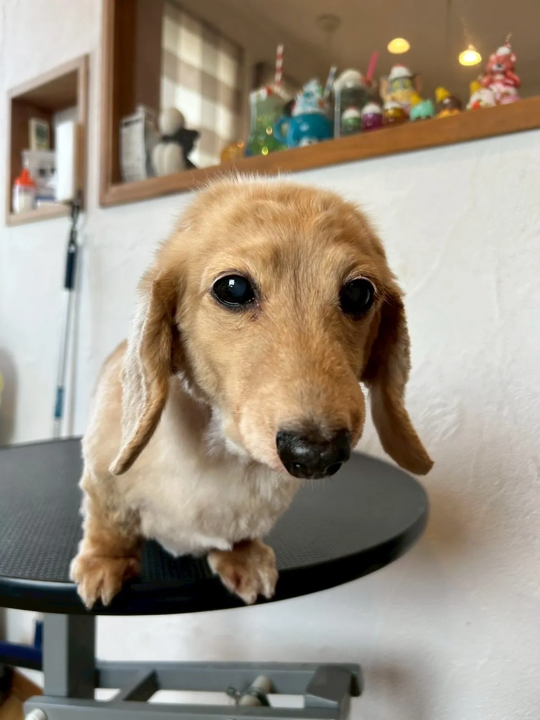 🐶✨トリミングサロンに、3頭のおしゃれなワンちゃんが遊びに来...