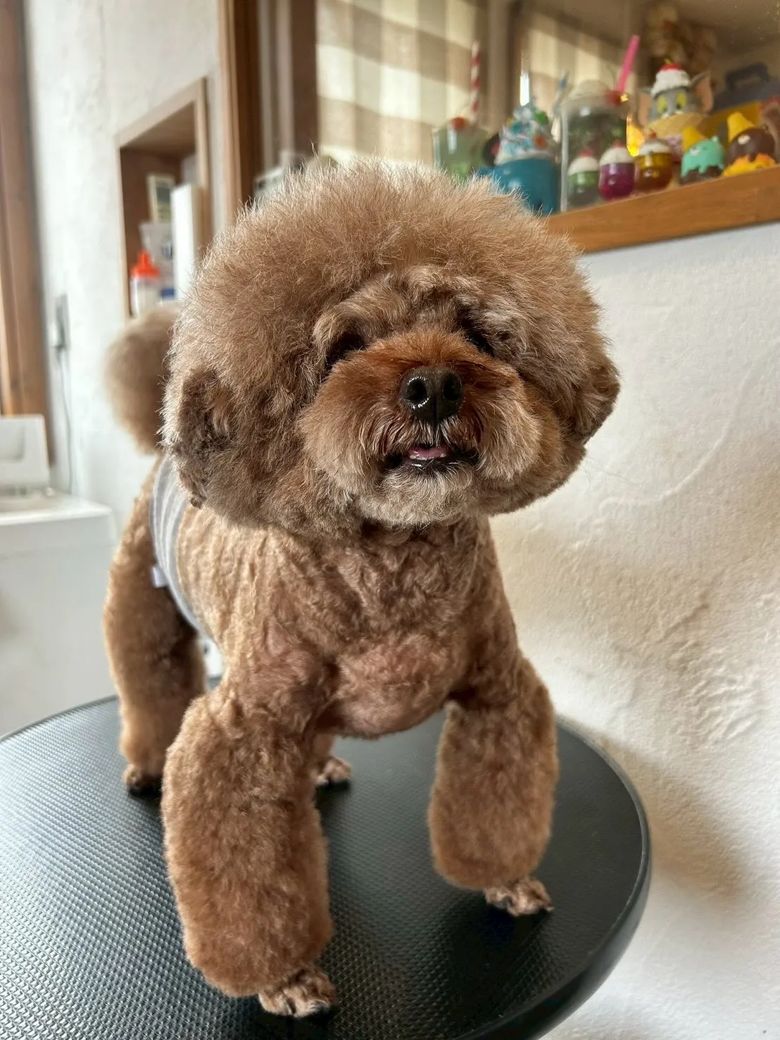 🌟✨Welcome to our cozy trimming...