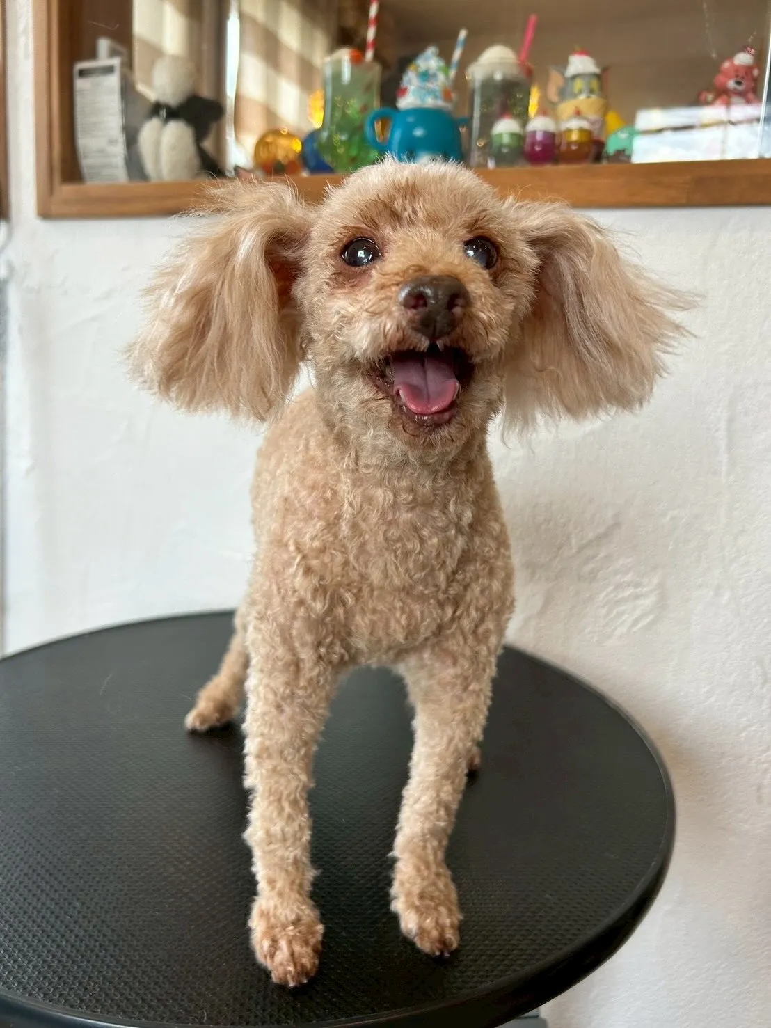 🌟✨Welcome to our cozy trimming...