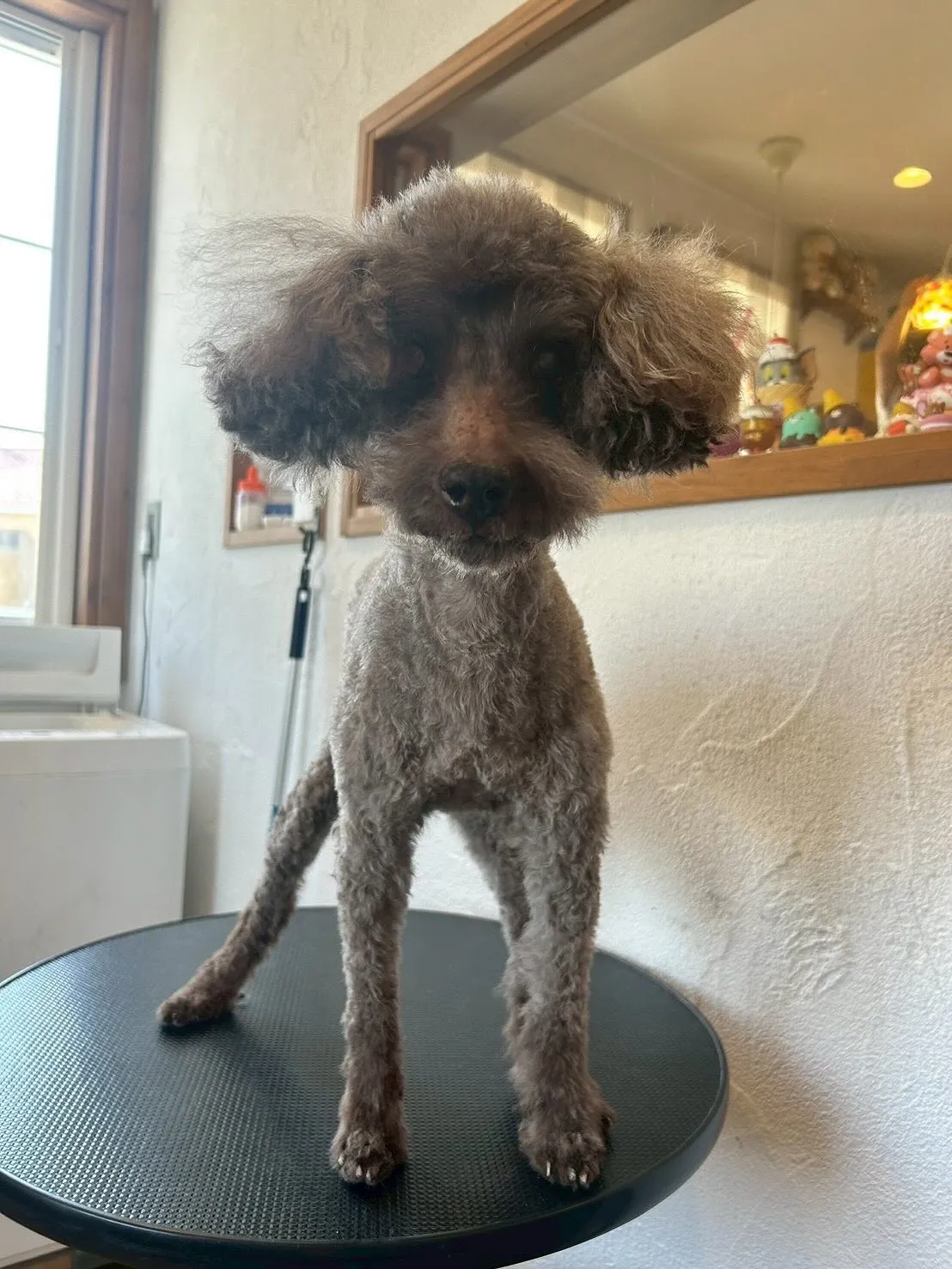 🐾 E-bashoへようこそ!