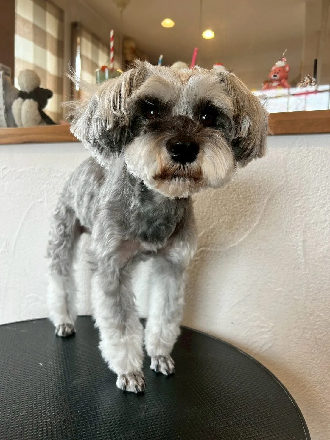 🐾 「もふもふの楽園」へようこそ!🐶💖