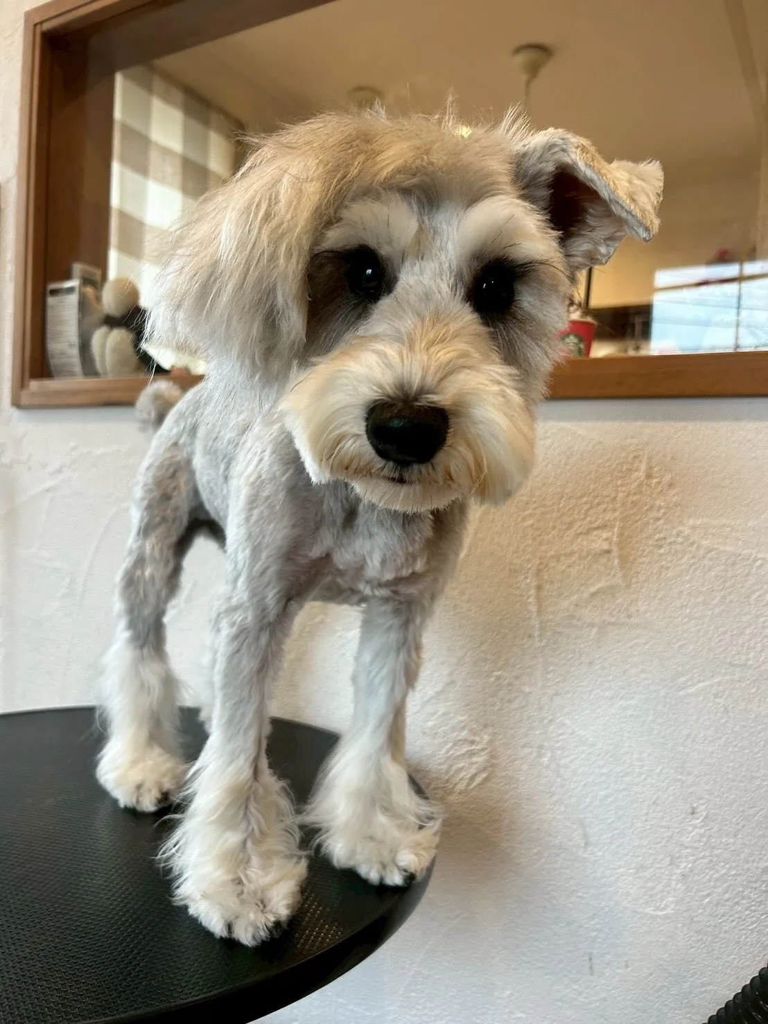 🐾 「もふもふの楽園」へようこそ!🐶💖