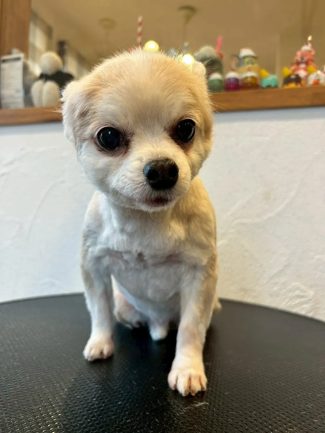 🐾 「もふもふの楽園」へようこそ!🐶💖