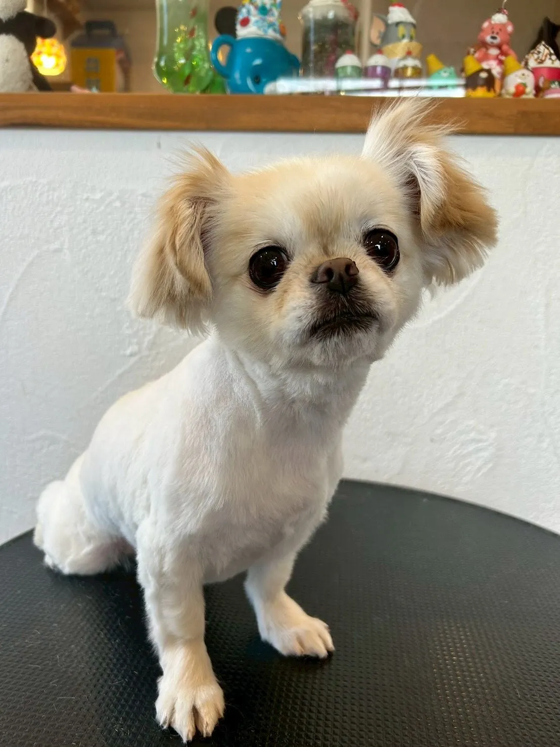 本日も可愛いショットをご紹介します！🌟