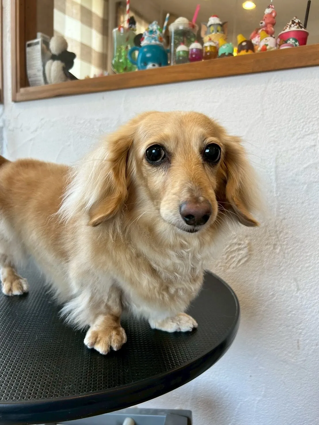 🐾✨ブレスハウスの看板犬たちからスタートします！