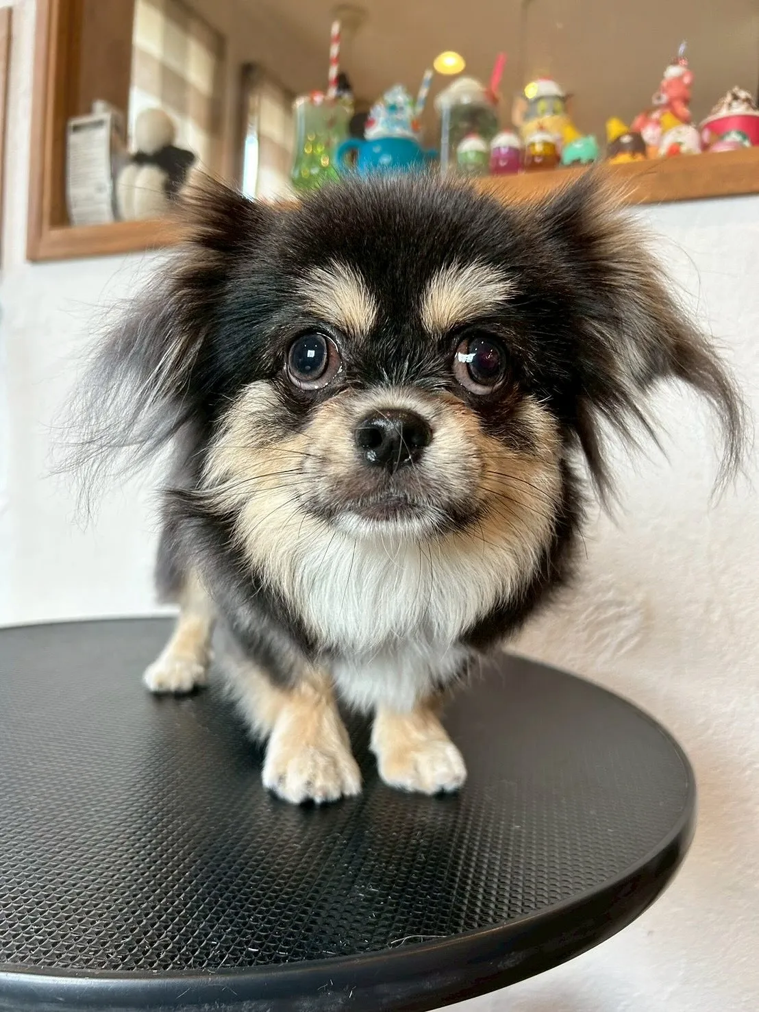 🐾✨ブレスハウスの看板犬たちからスタートします！