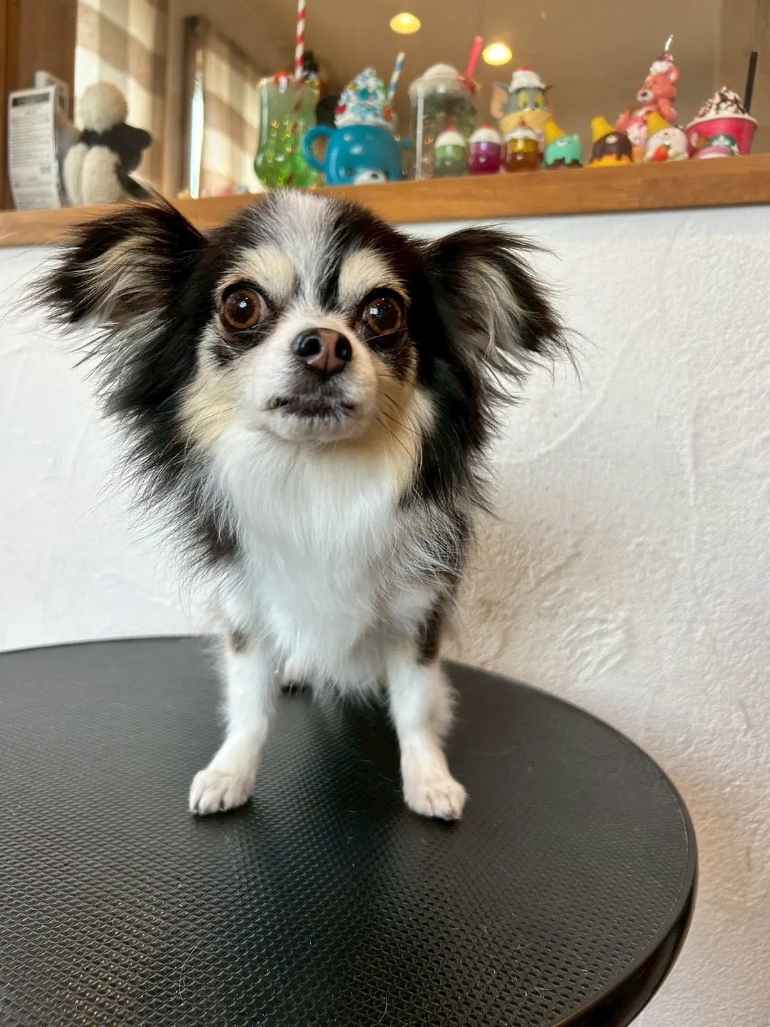 🐾✨ブレスハウスの看板犬たちからスタートします！