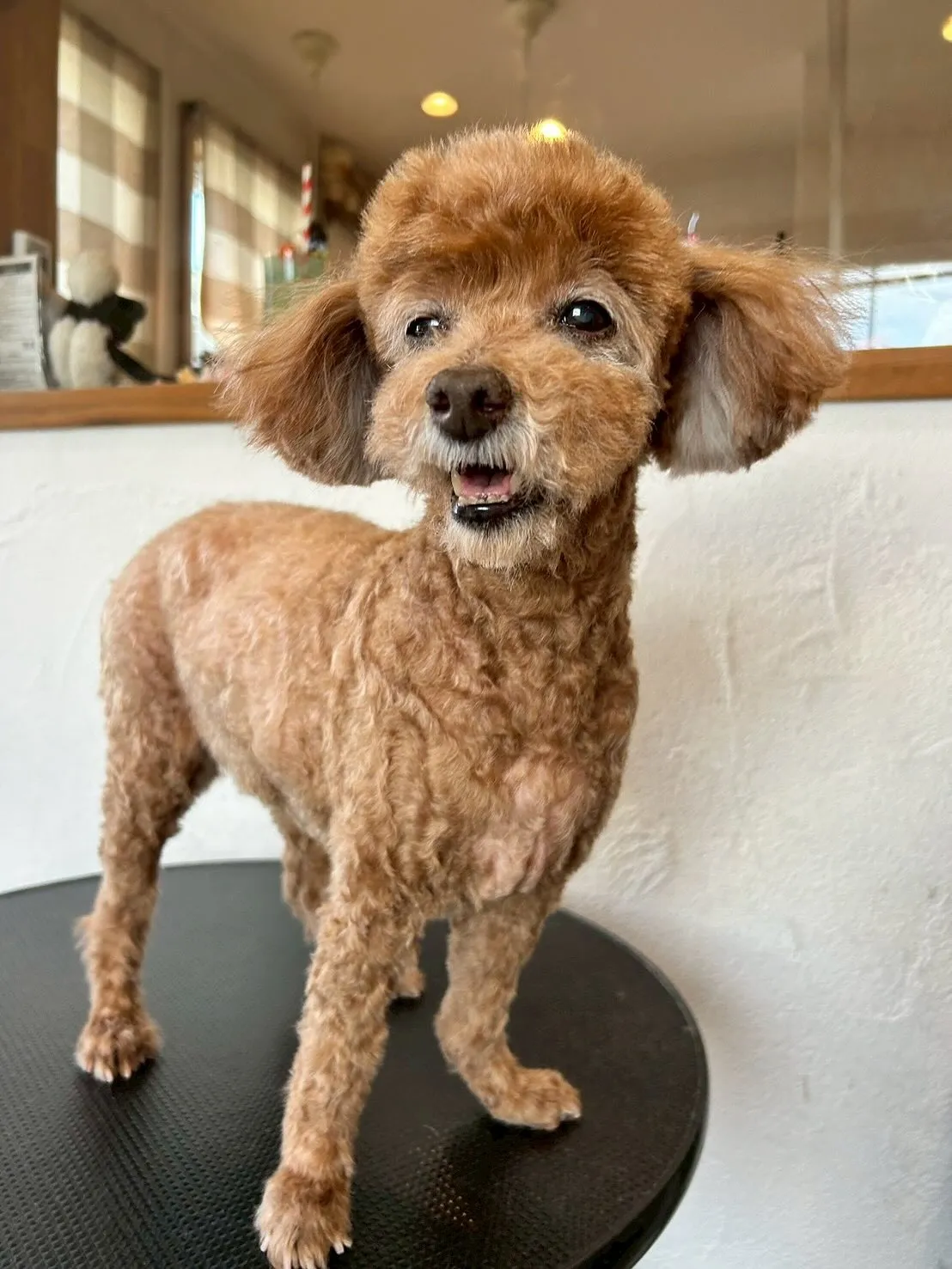 🐾✨ブレスハウスの看板犬たちからスタートします！