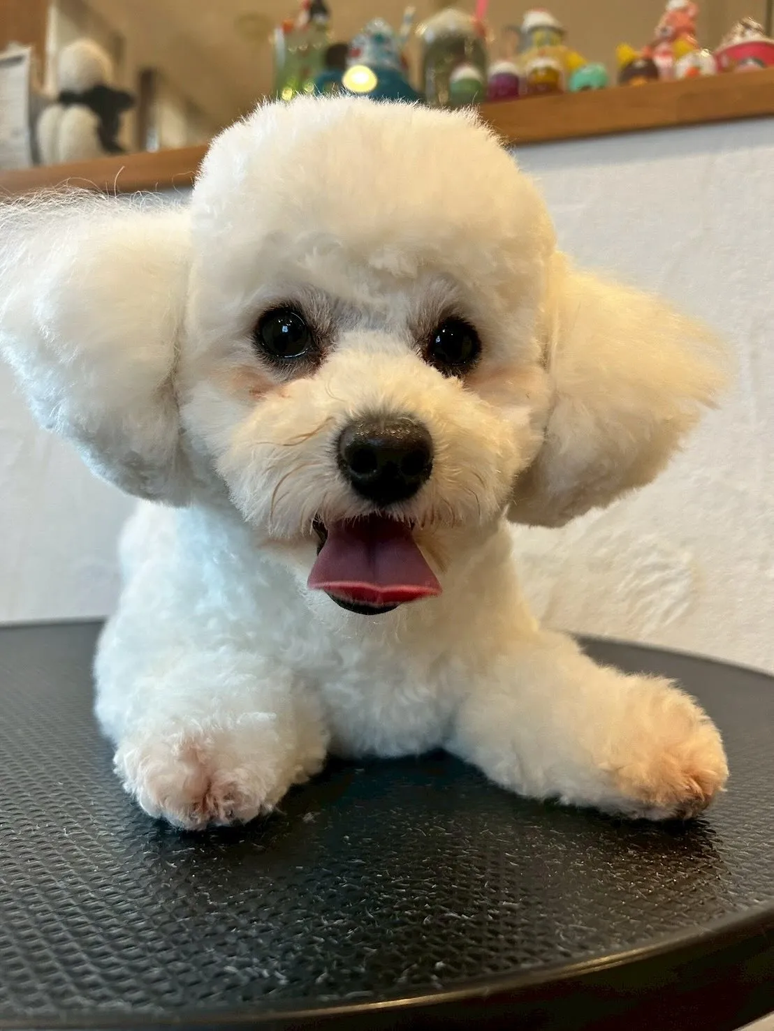 素敵なお客様の体験をご紹介します！🐾