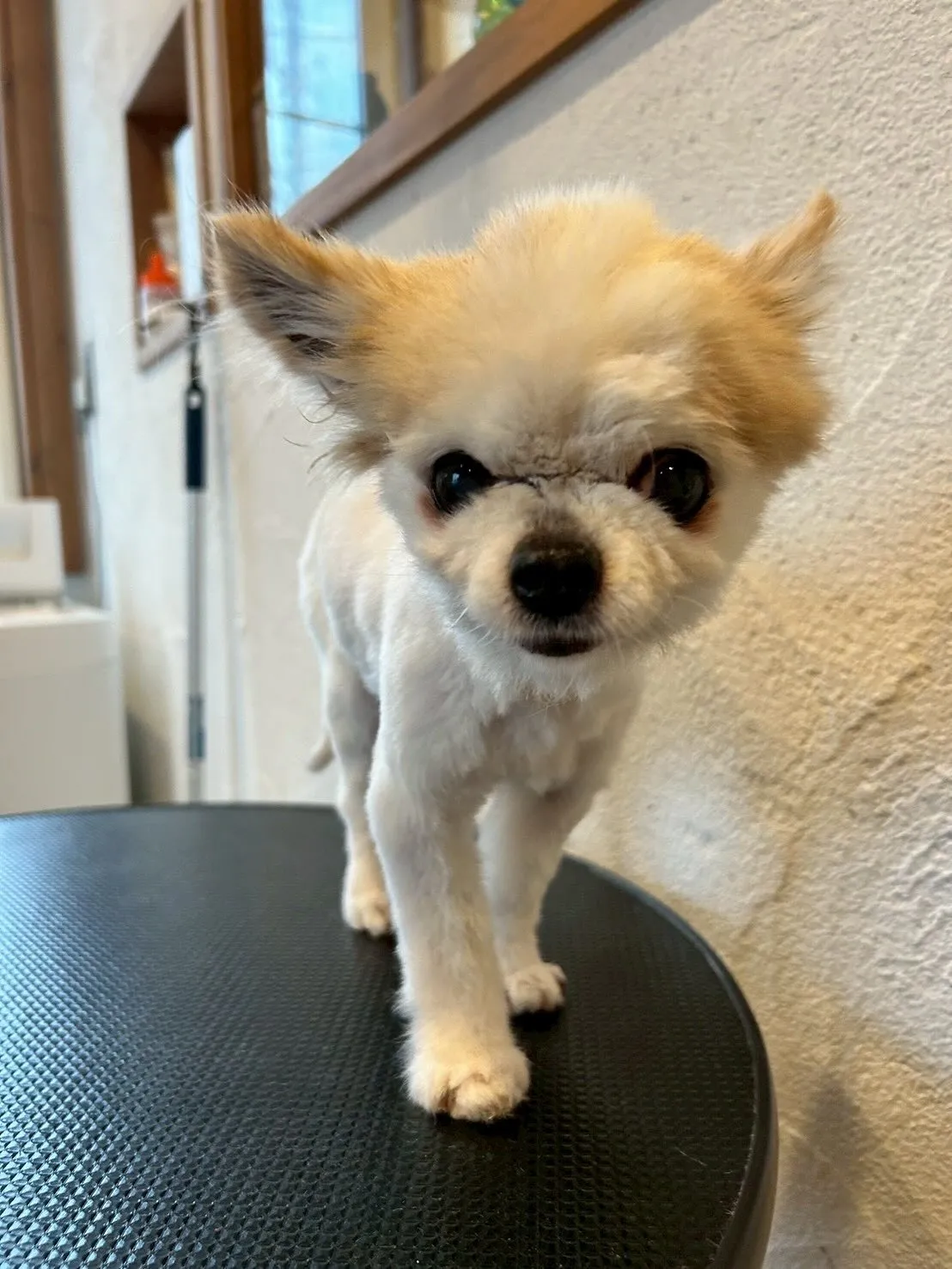 素敵なお客様の体験をご紹介します！🐾