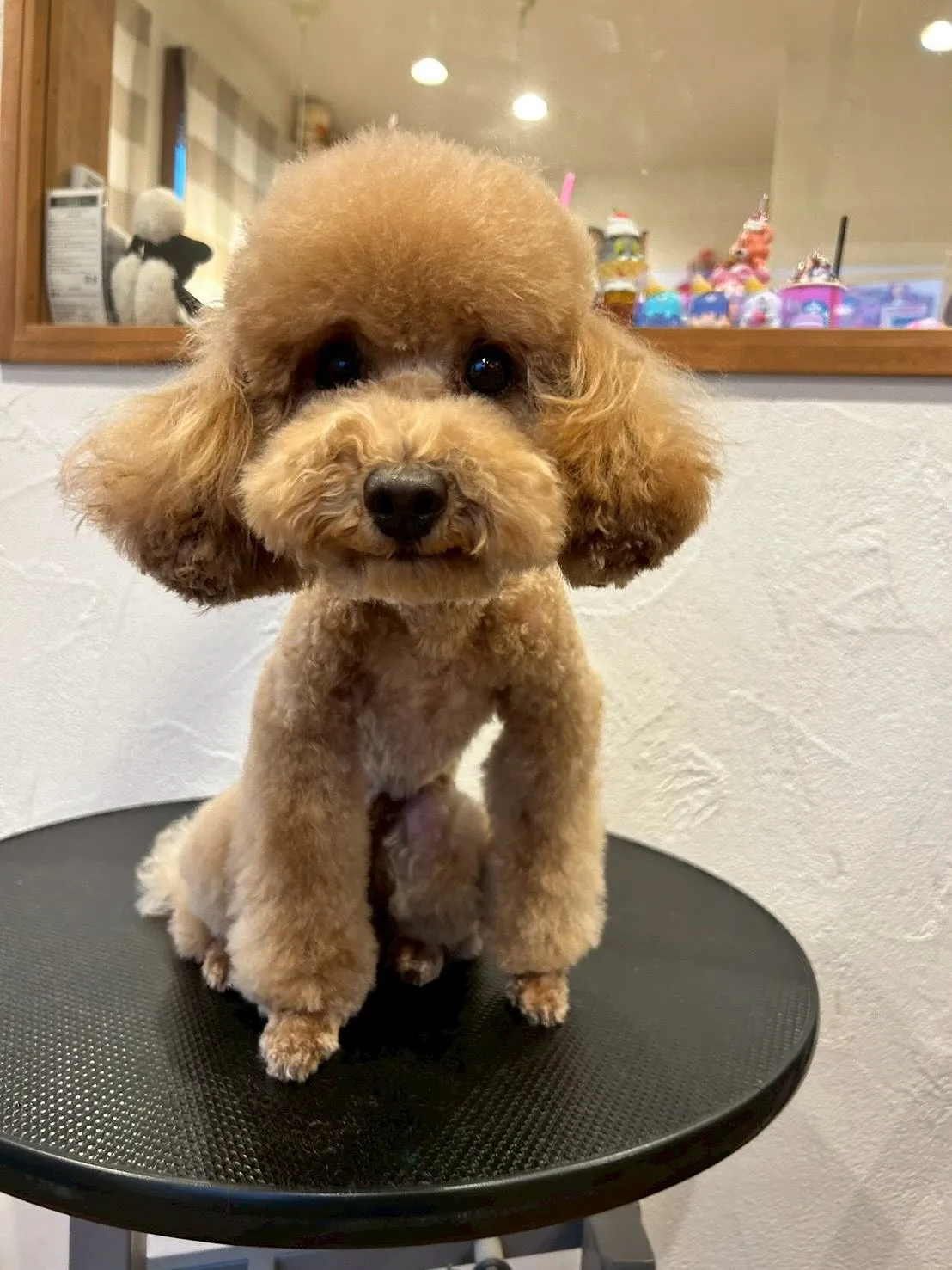 素敵なお客様の体験をご紹介します！🐾