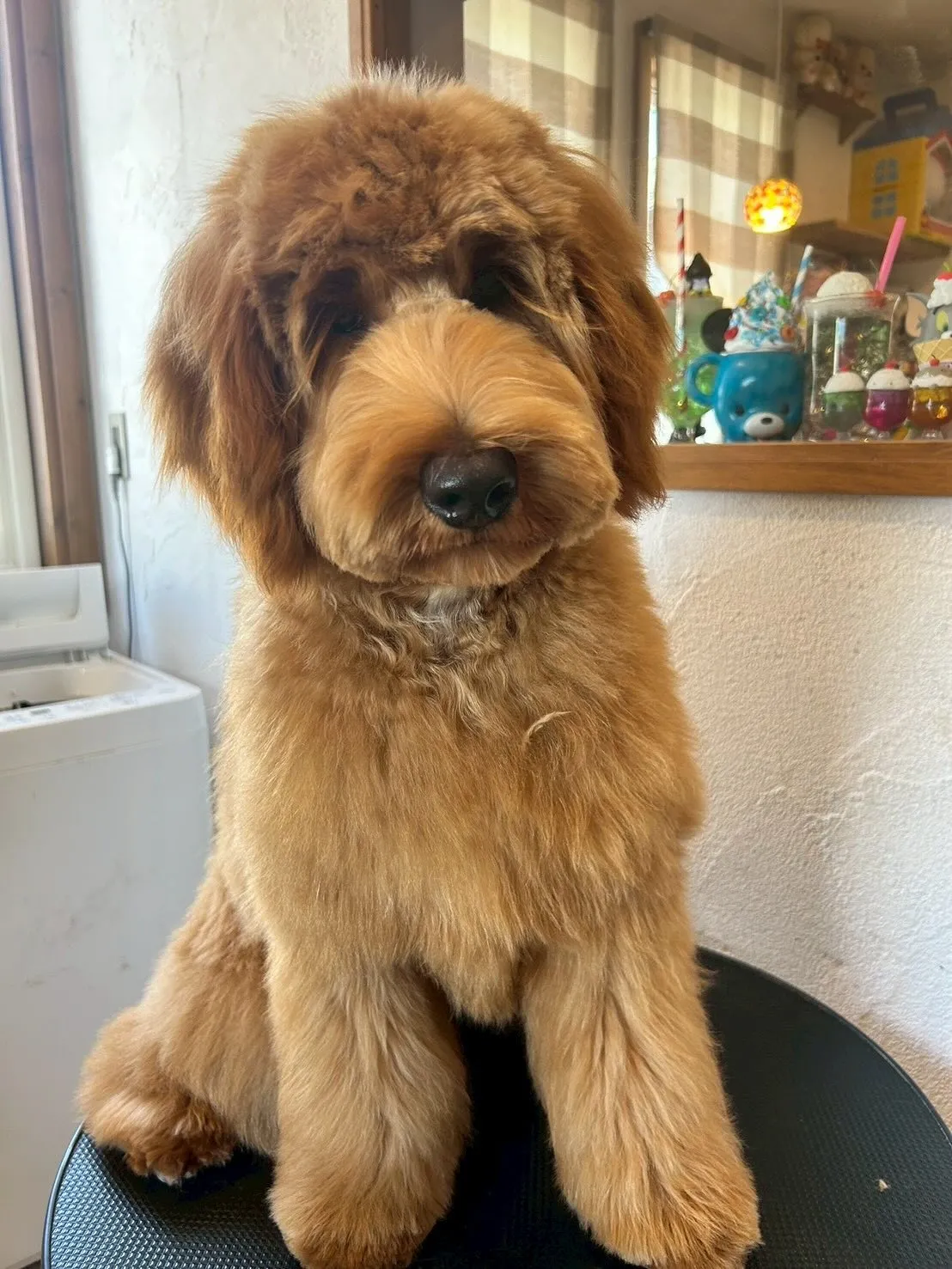 「ふわもこワンダーランド」開催🐶✨ 