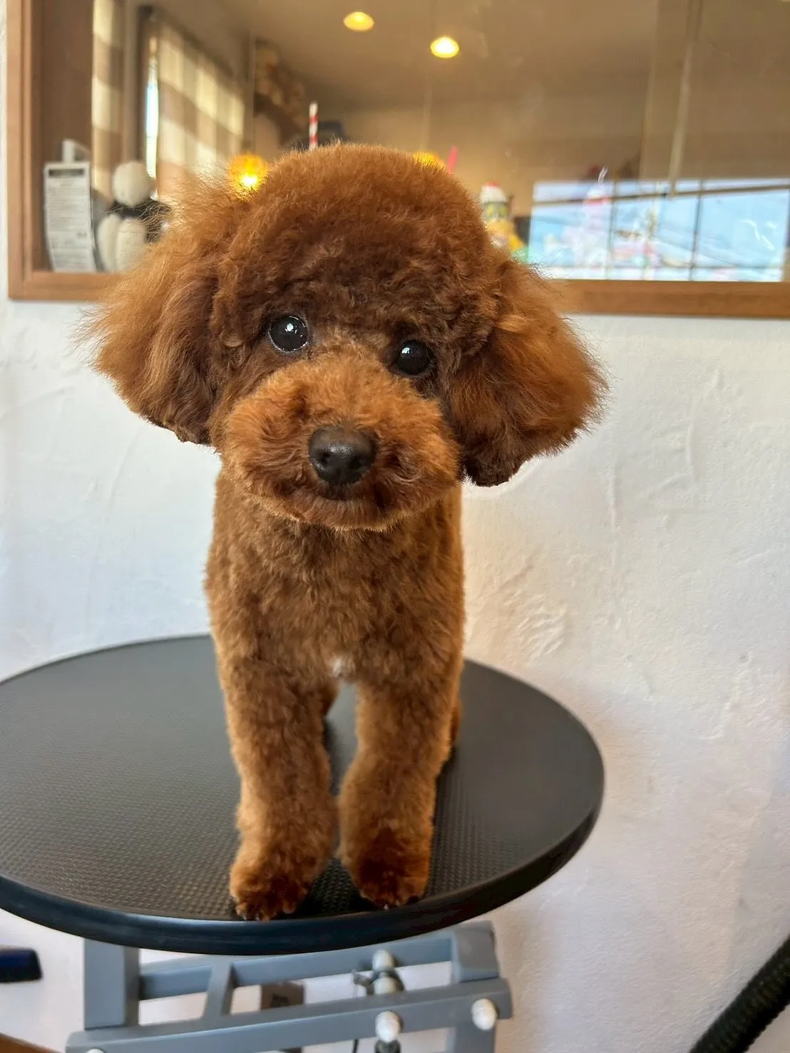 「ふわもこワンダーランド」開催🐶✨ 