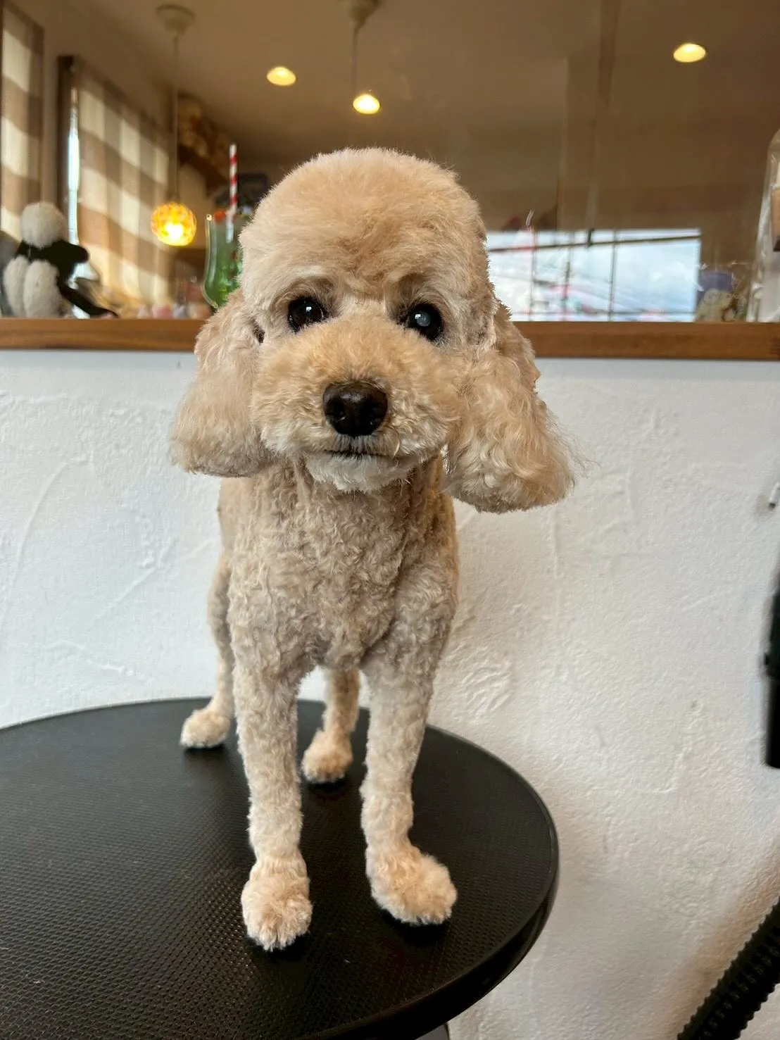 「ふわもこワンダーランド」開催🐶✨ 