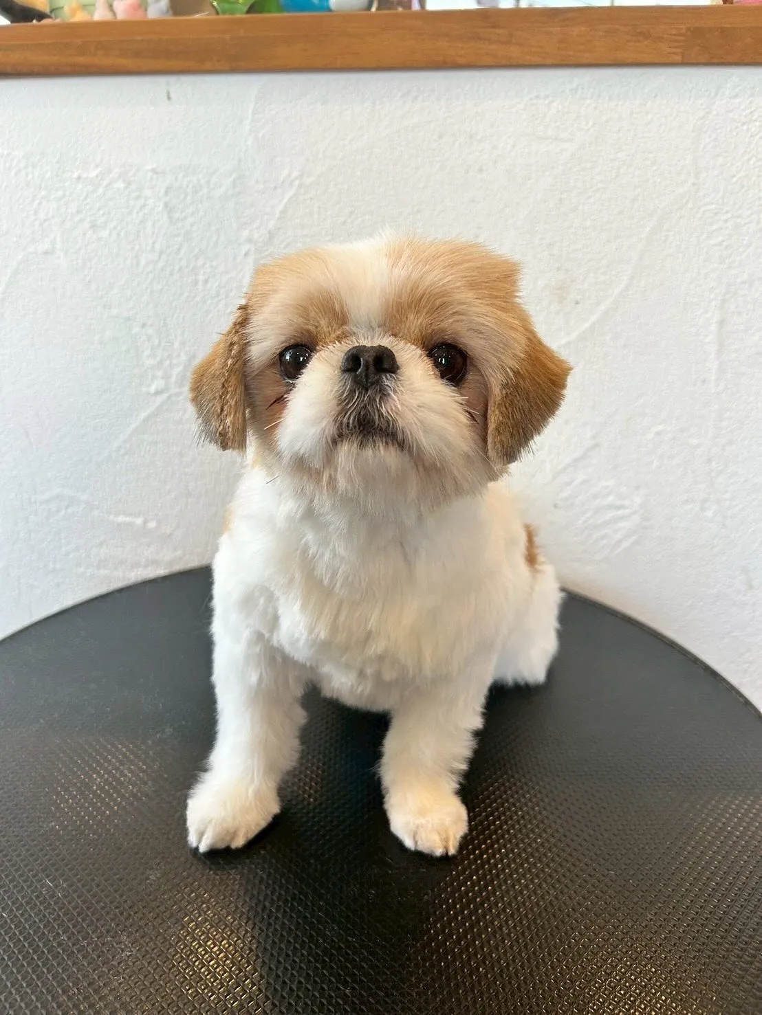 🌸大ニュース📣✨ 