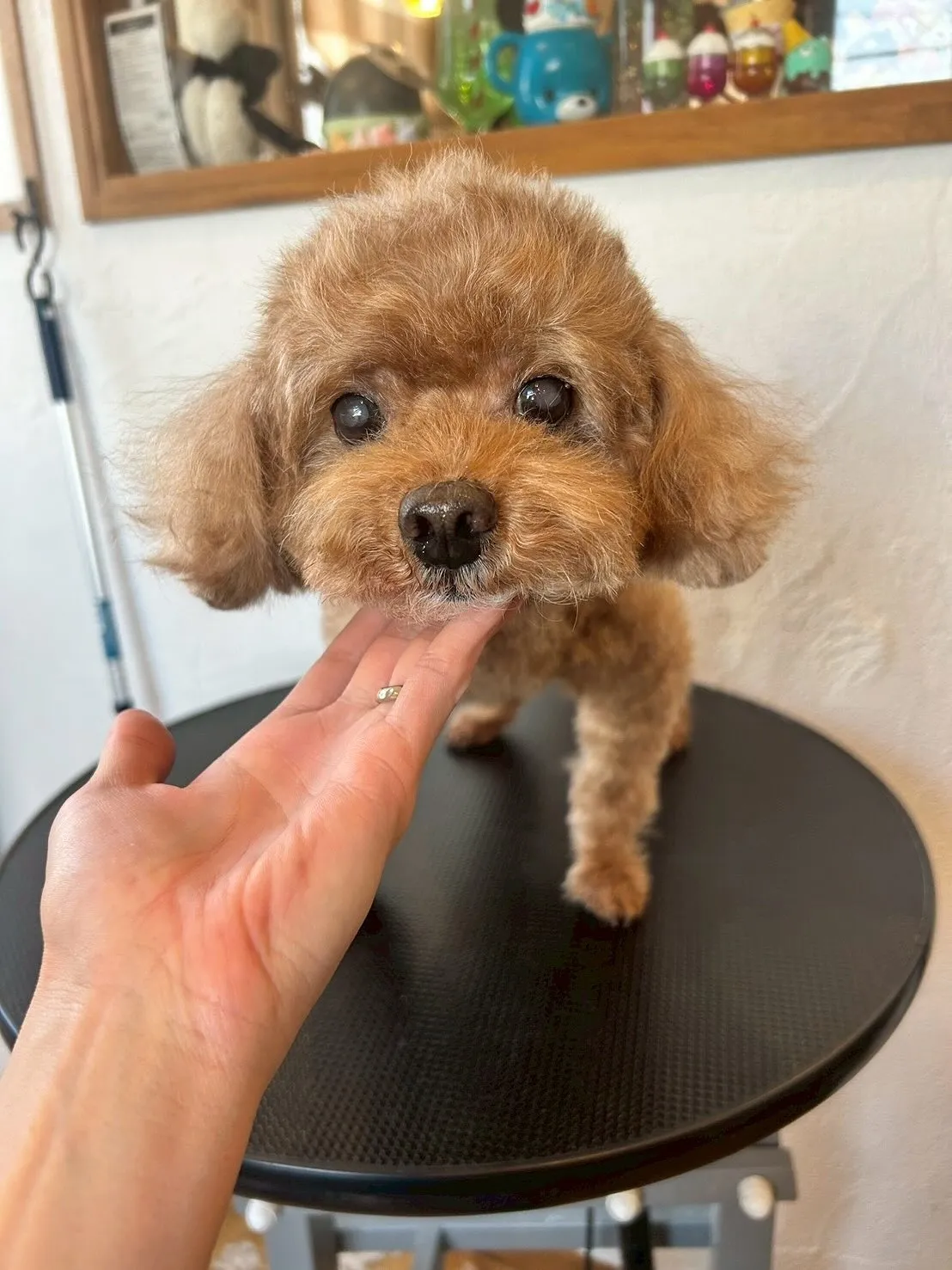 🌸大ニュース📣✨ 