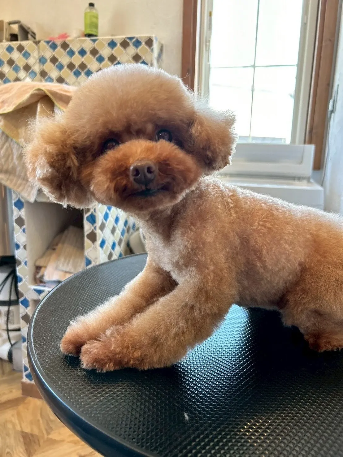 🛁✂️当サロンの素敵なお客様たちをご紹介します😊🐾