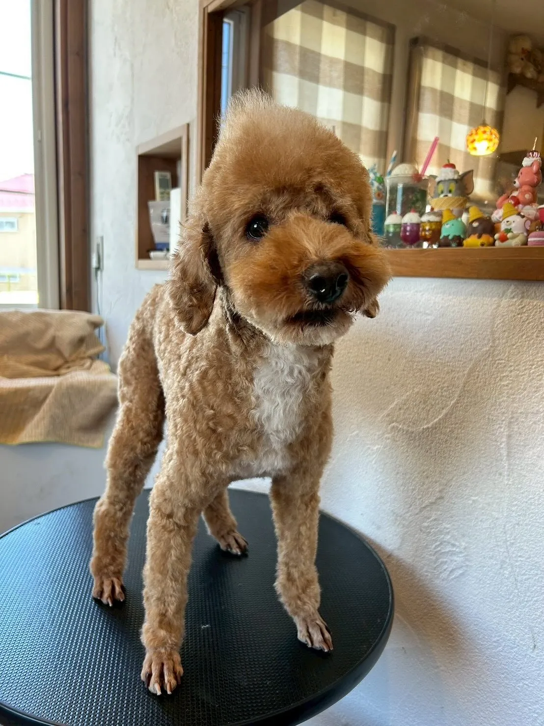 🛁✂️当サロンの素敵なお客様たちをご紹介します😊🐾
