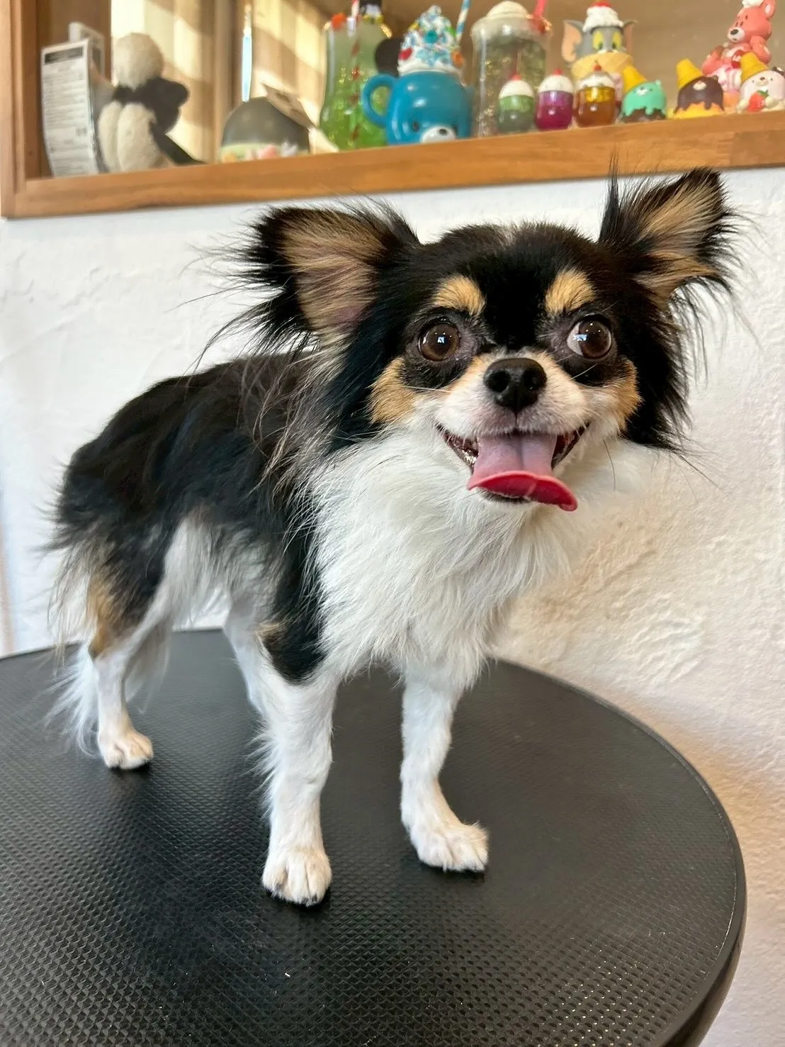 🛁✂️当サロンの素敵なお客様たちをご紹介します😊🐾