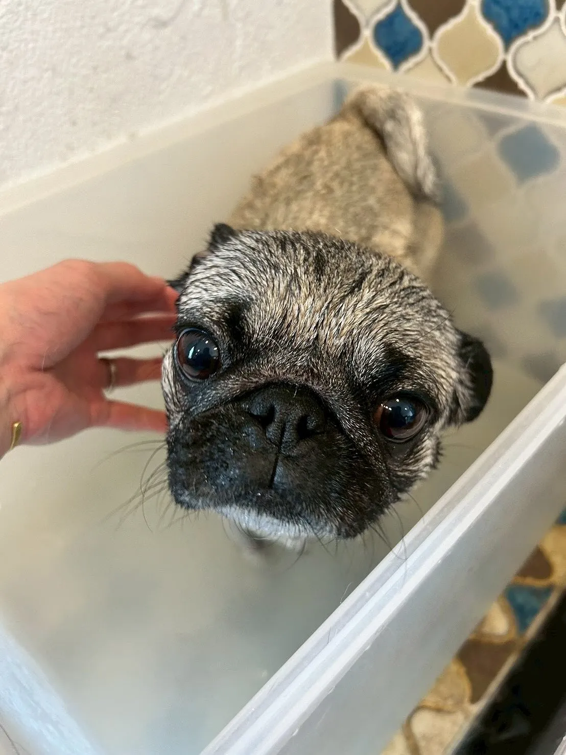 「ふわふわワンコ」たちの様子をお届けします!🐾✨