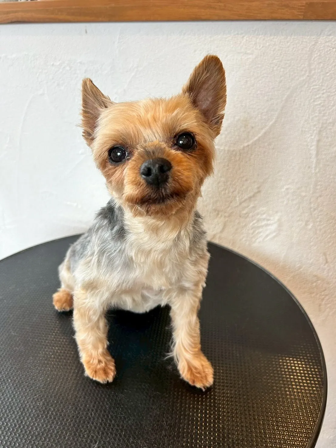 「ふわふわワンコ」たちの様子をお届けします!🐾✨