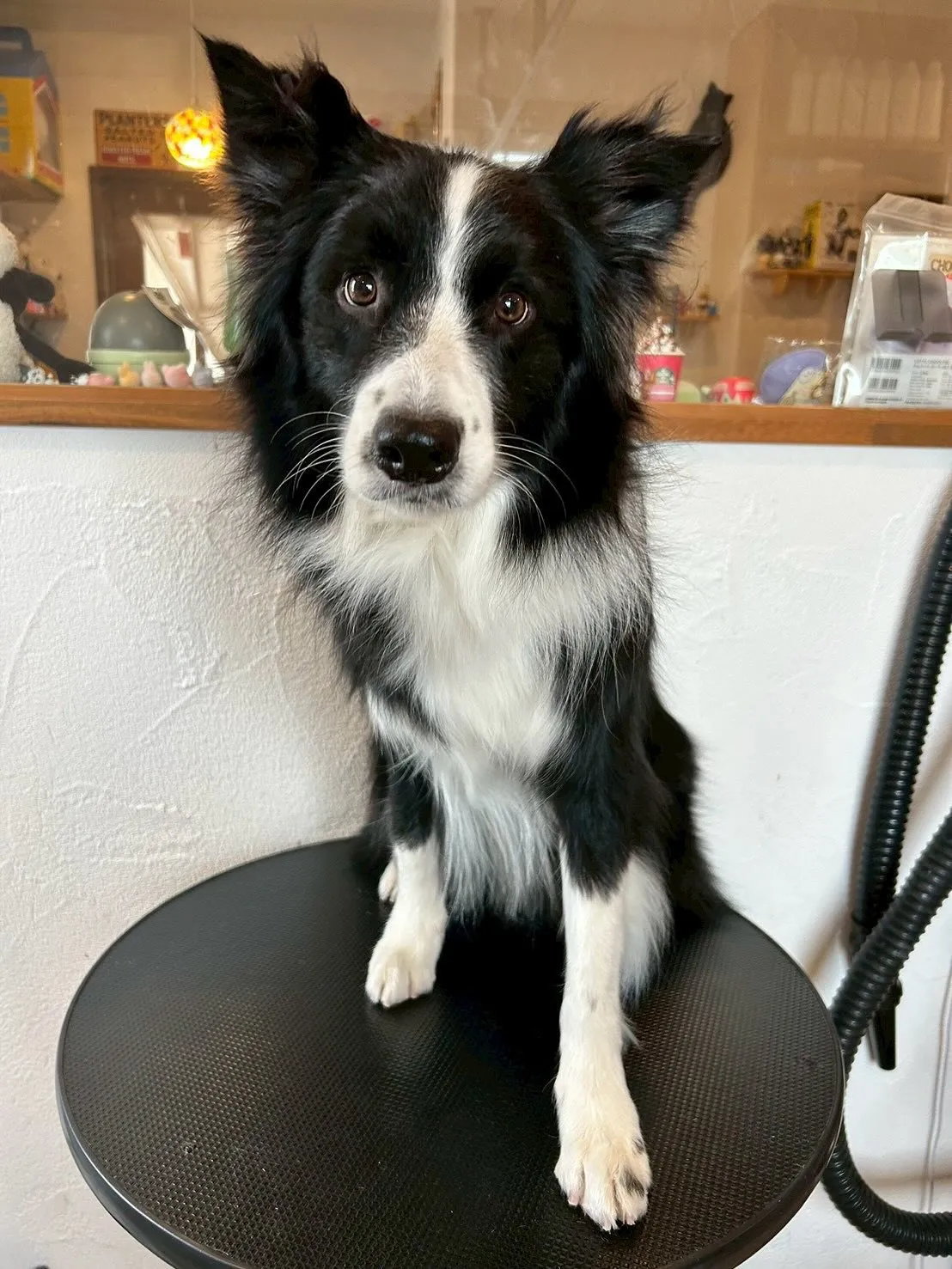 「ふわふわワンコ」たちの様子をお届けします!🐾✨