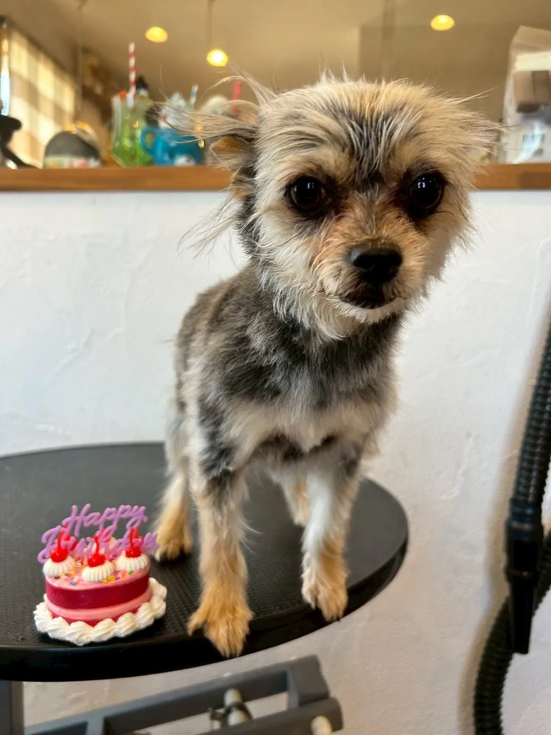 まずは、チワワのフローズンちゃん!