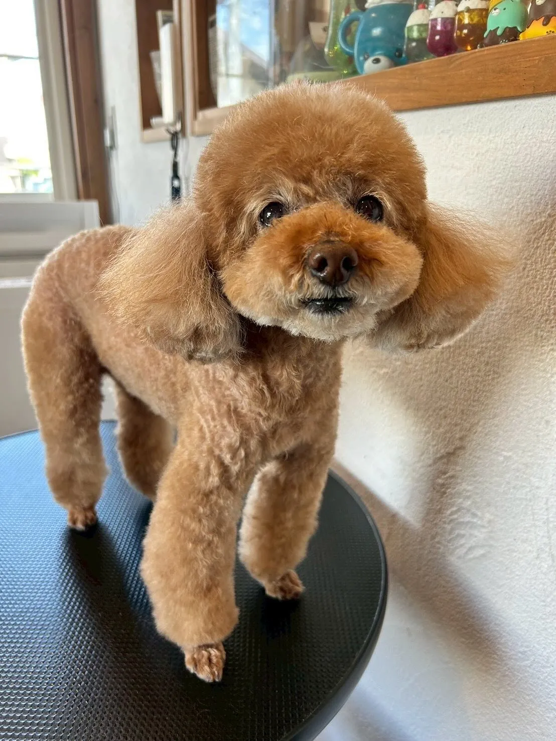 まずは、チワワのフローズンちゃん!