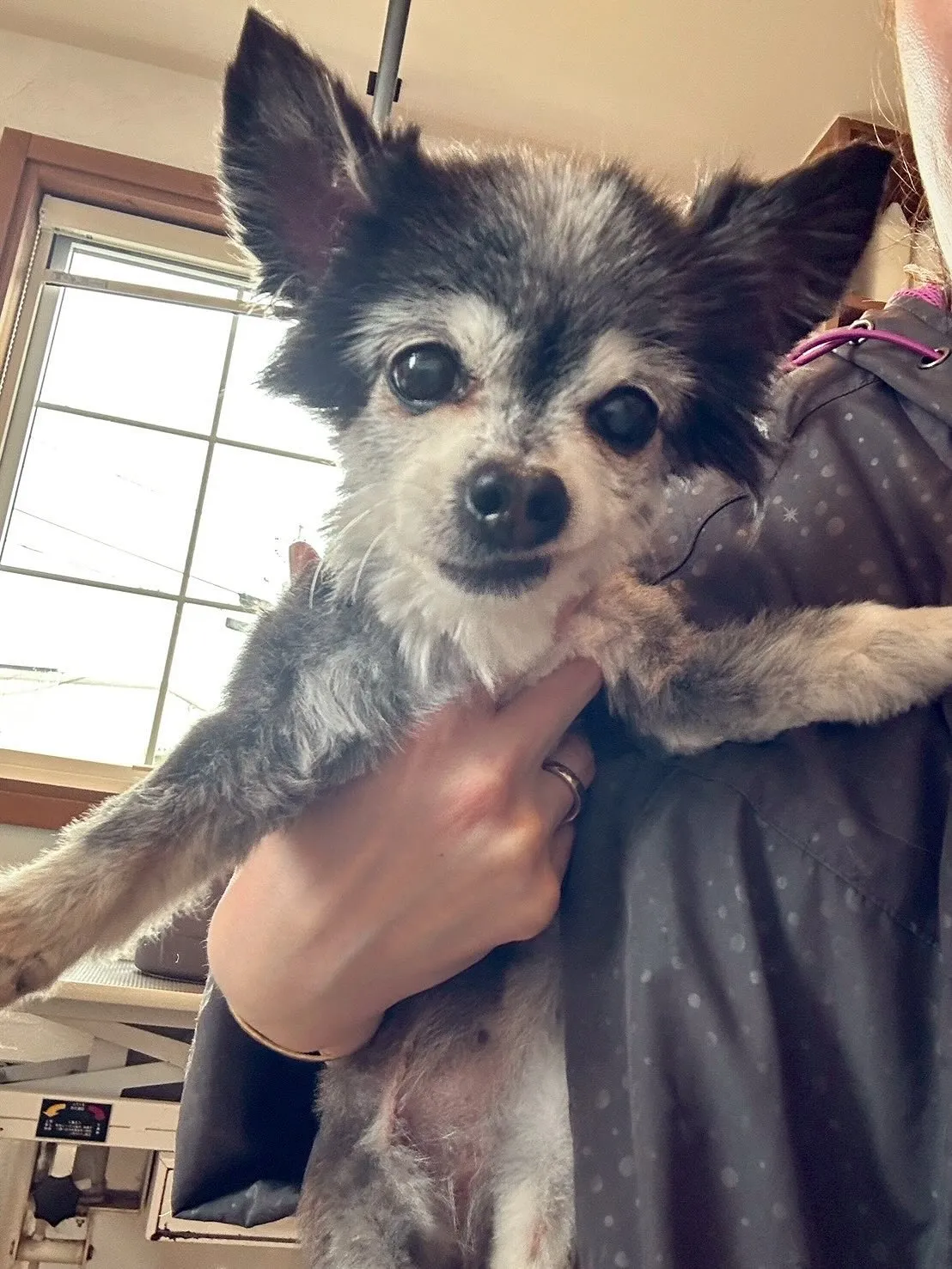 まずは、チワワのフローズンちゃん!