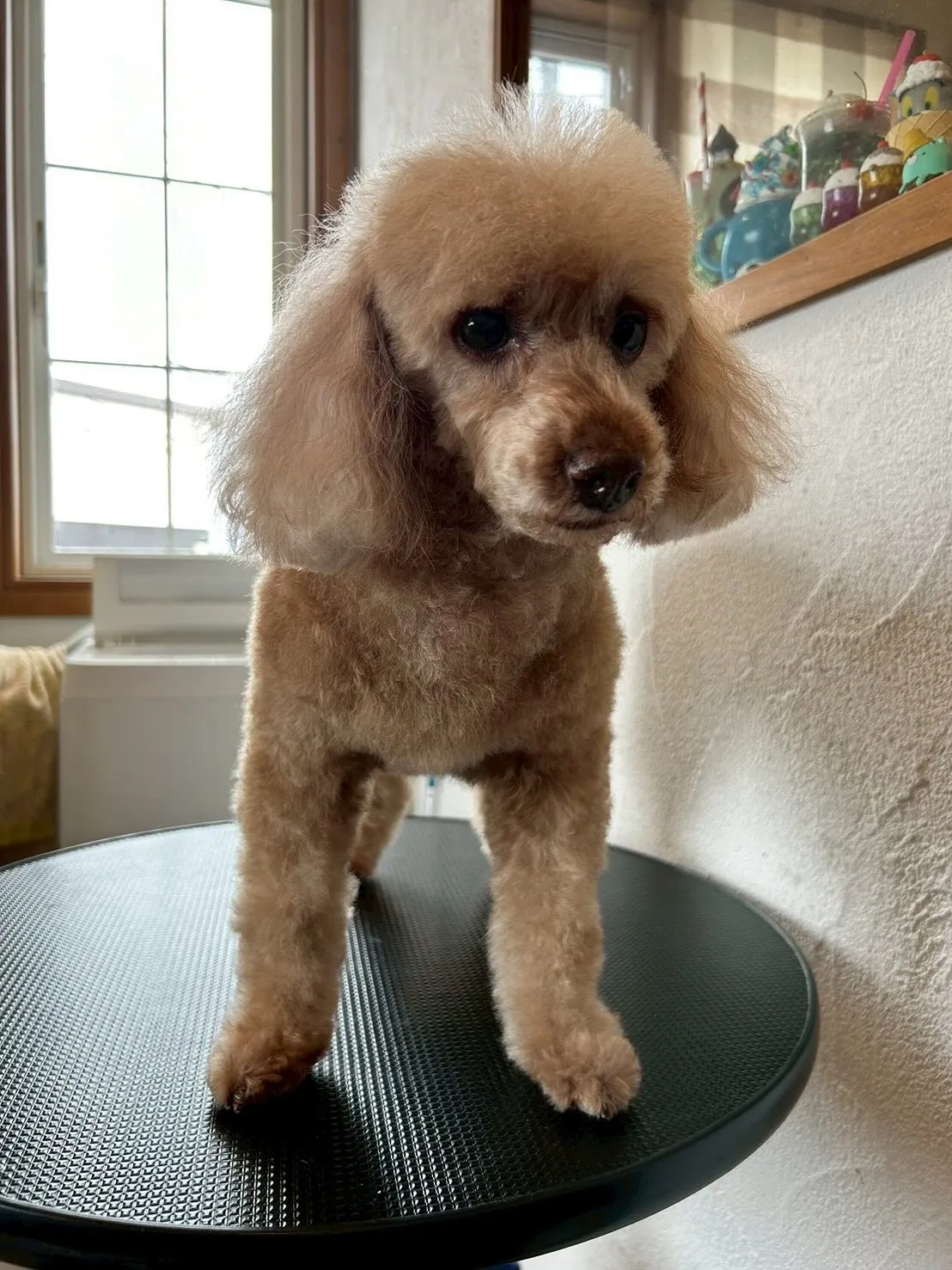 🌟 お友達をご紹介します!🌟