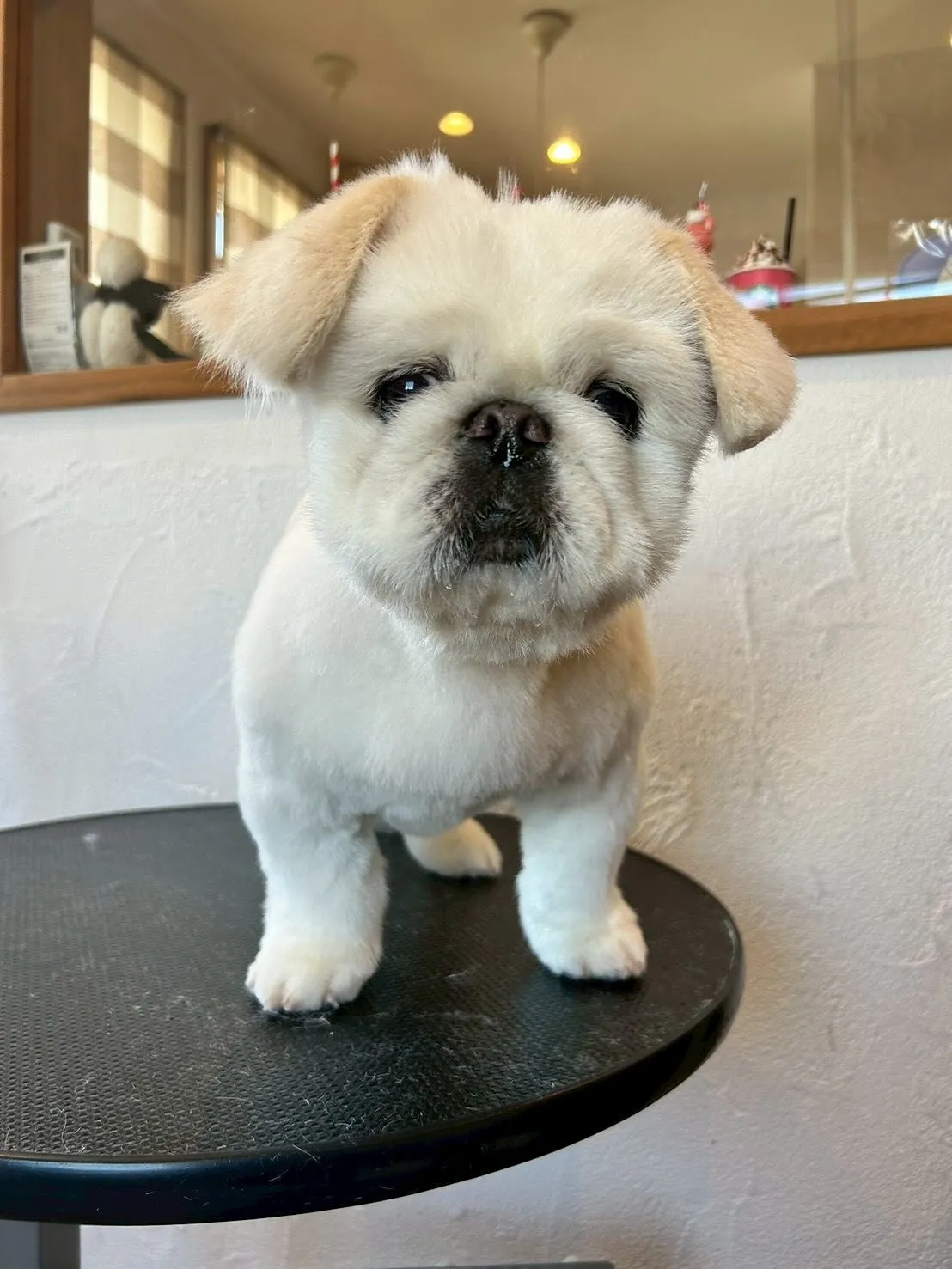 トリミングサロンでの素敵なワンちゃんたちのビューティートラン...