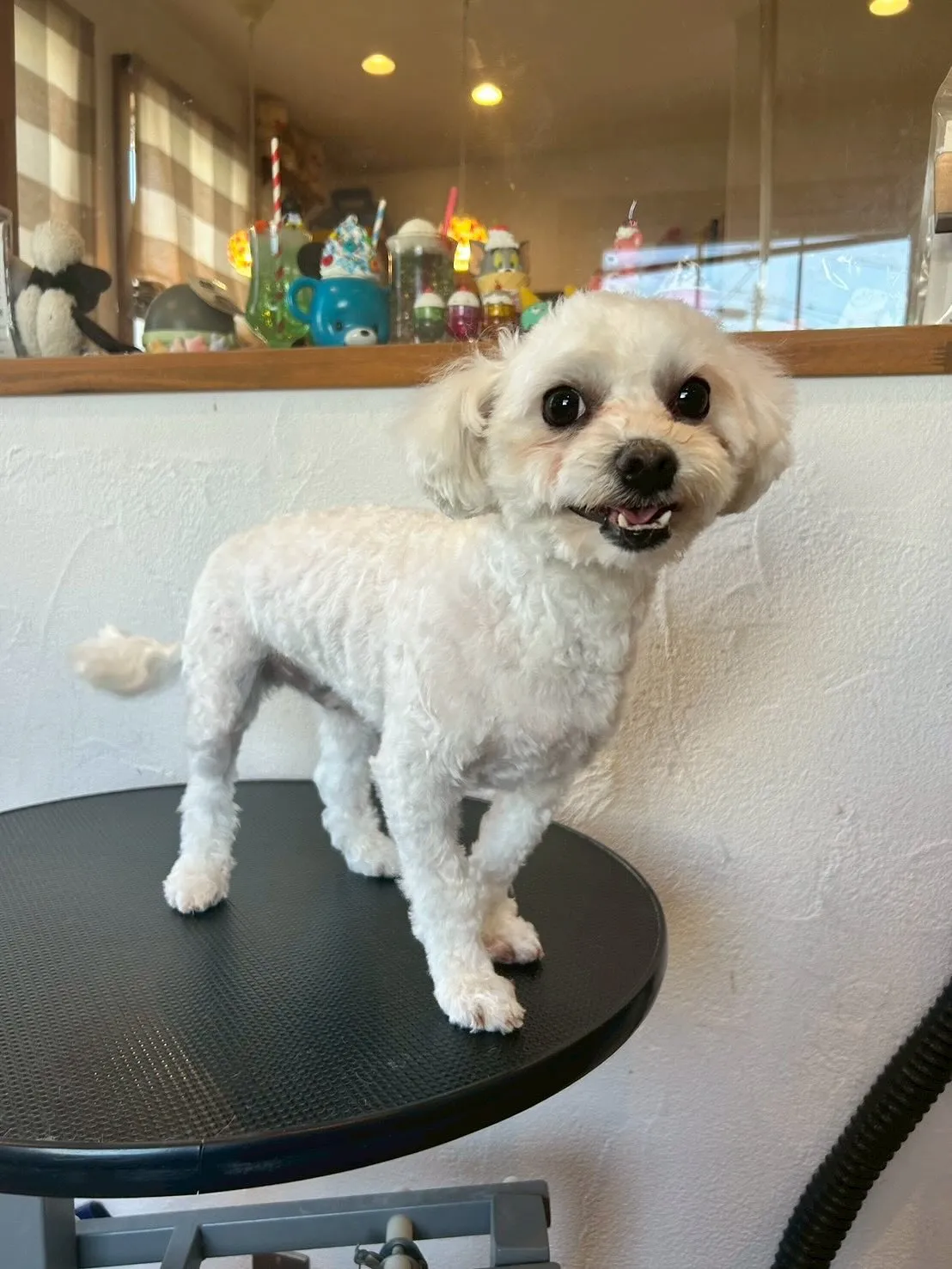 トリミングサロンでの素敵なワンちゃんたちのビューティートラン...