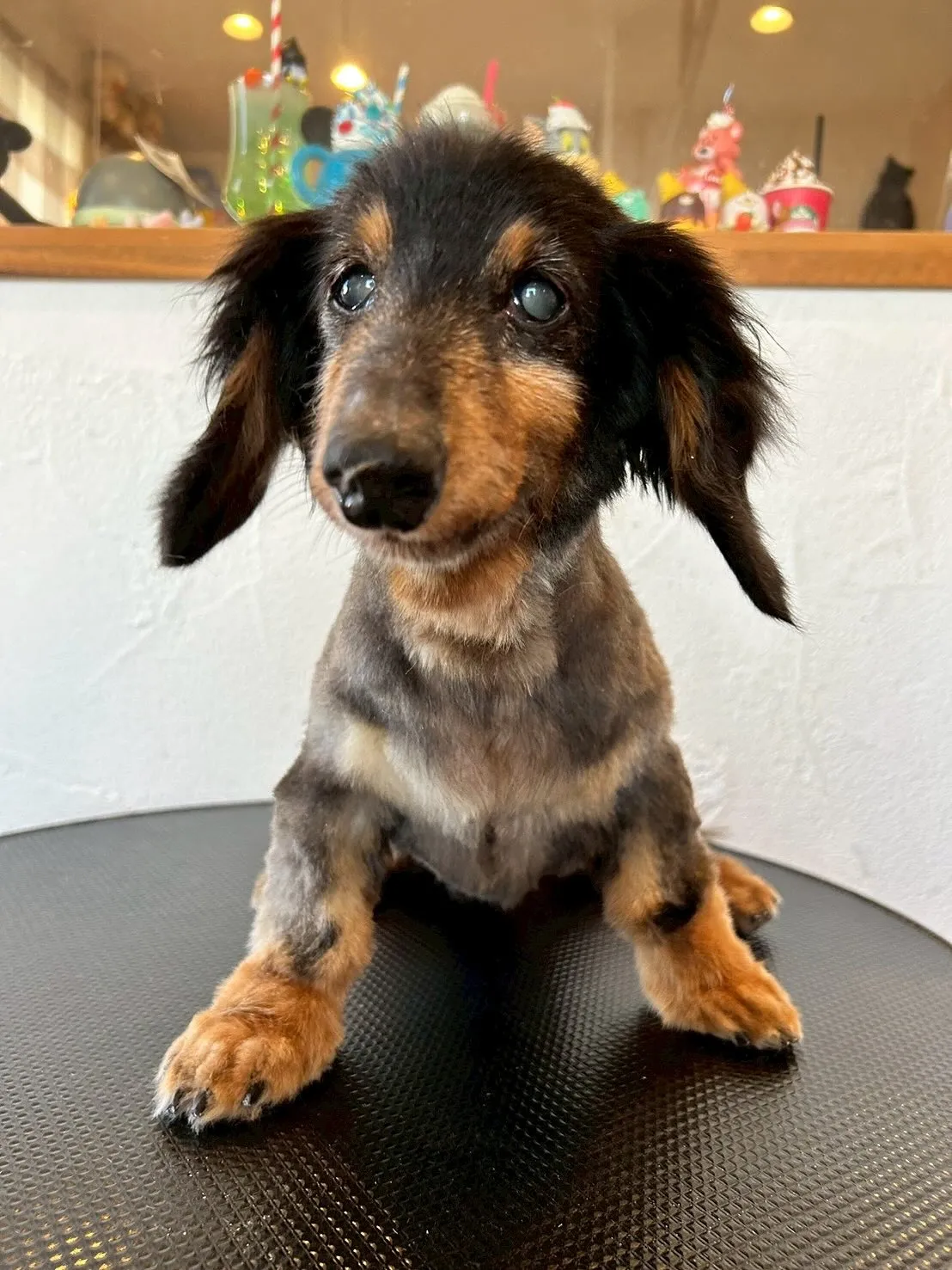 トリミングサロンでの素敵なワンちゃんたちのビューティートラン...