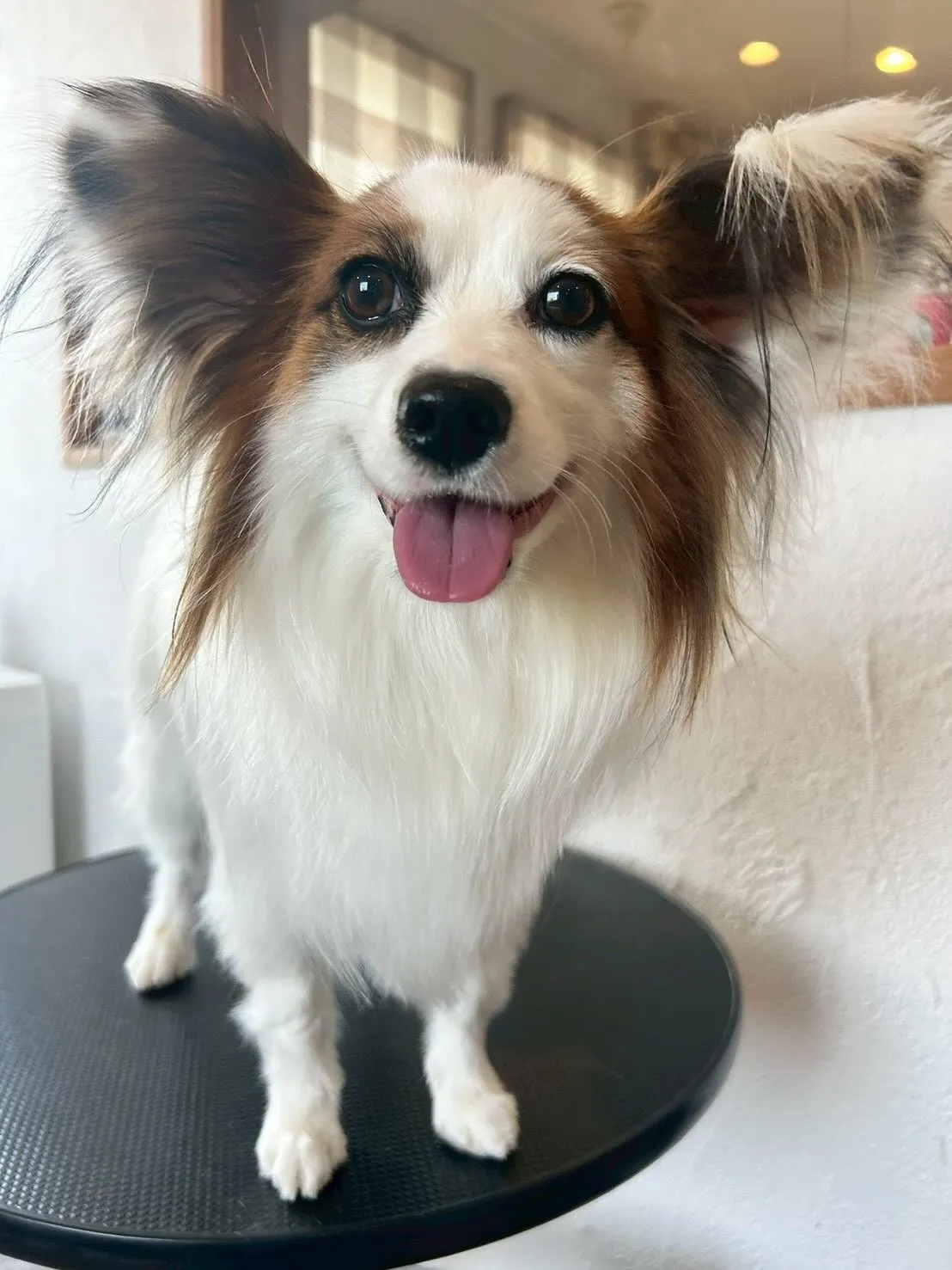 🐶✨ 可愛いワンちゃんたちがトリミングサロンに来てくれました...