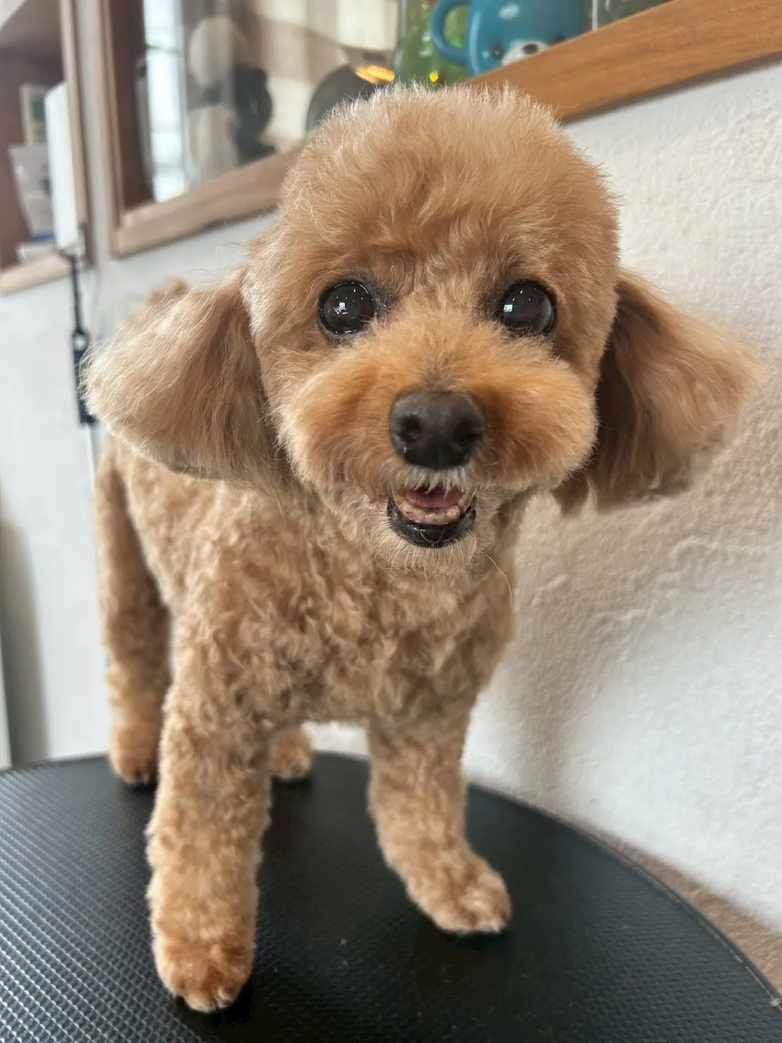 🐶✨ 可愛いワンちゃんたちがトリミングサロンに来てくれました...