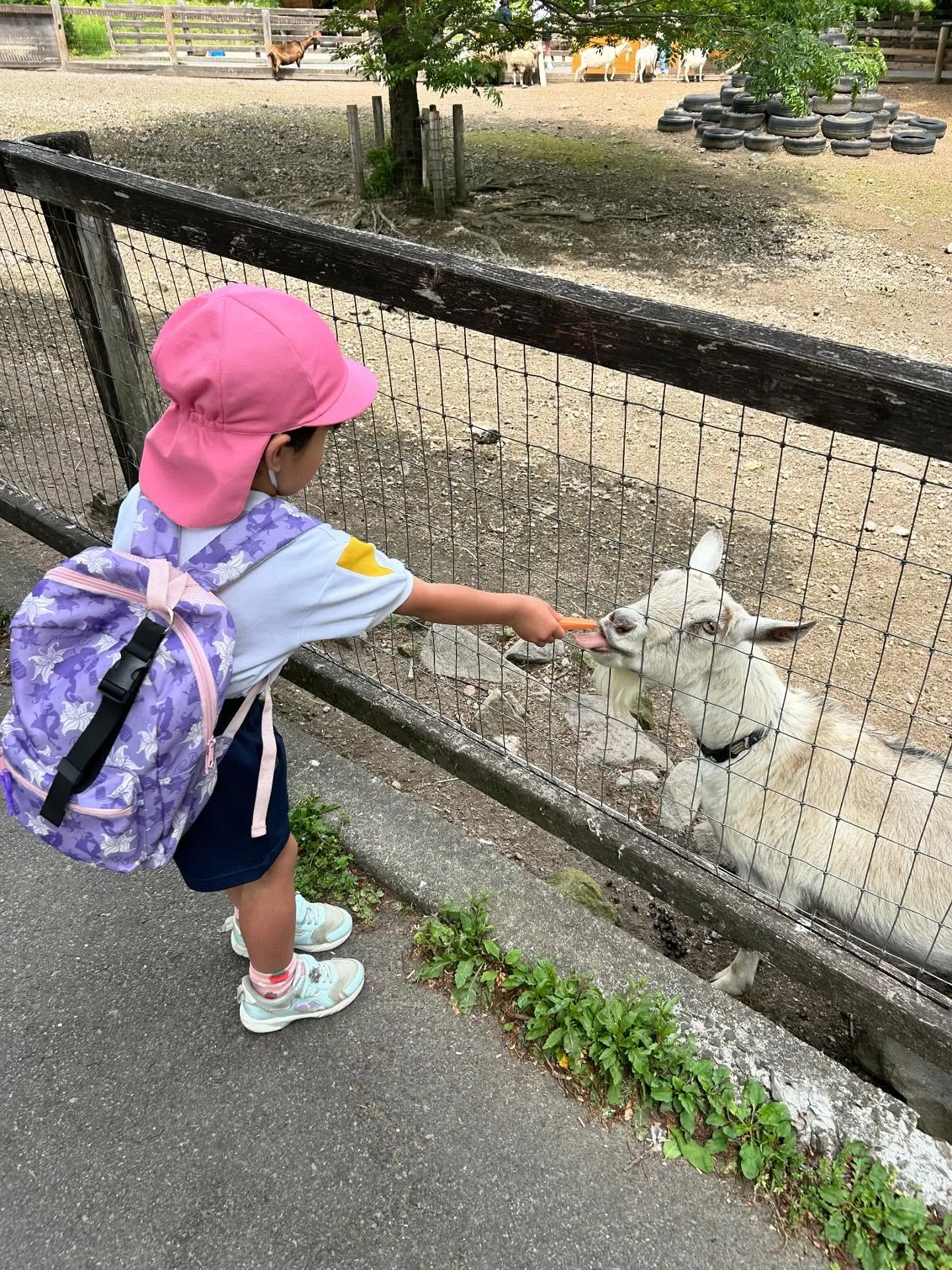 リンゴ病からなんとか復活✨