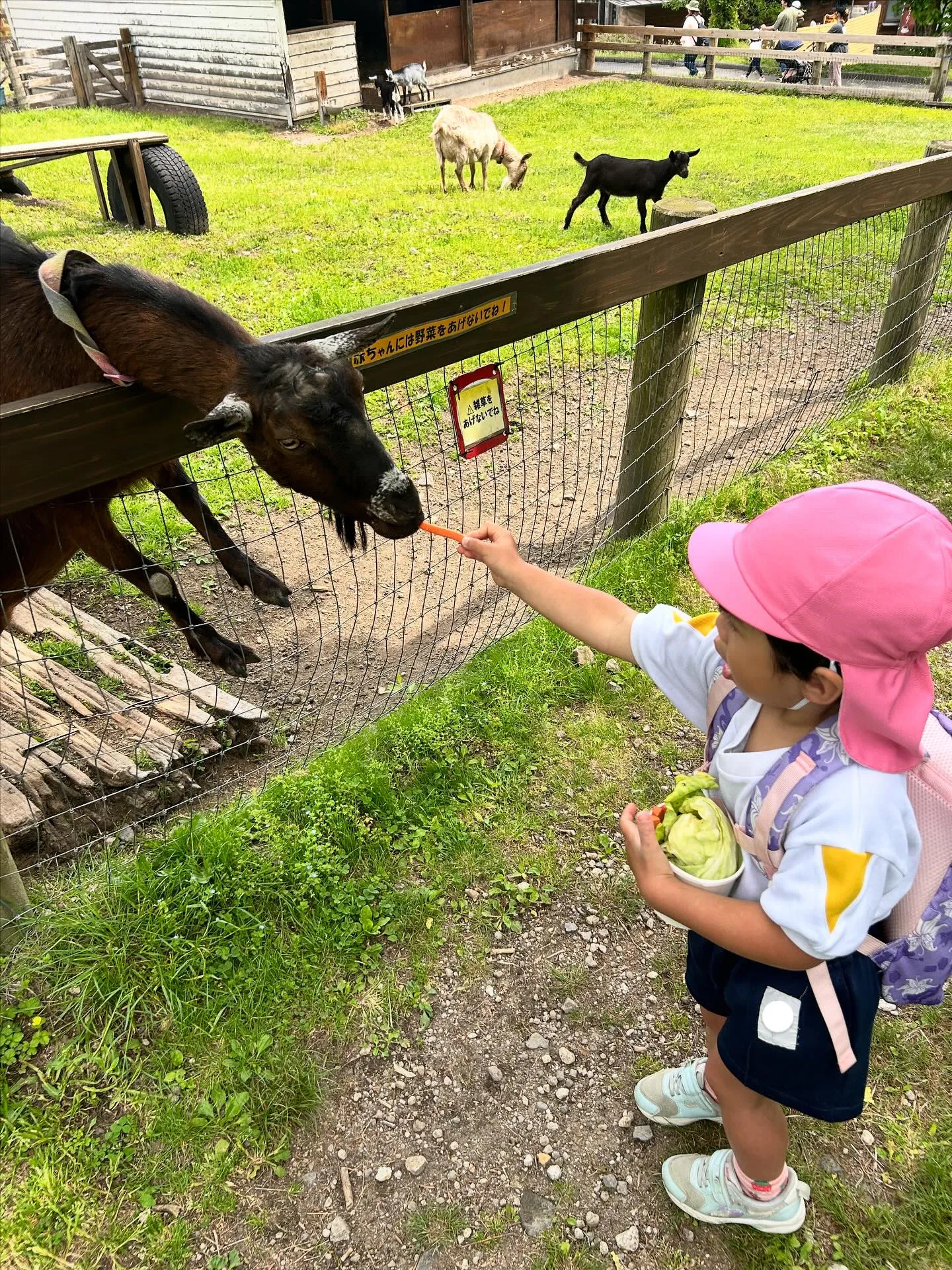 リンゴ病からなんとか復活✨